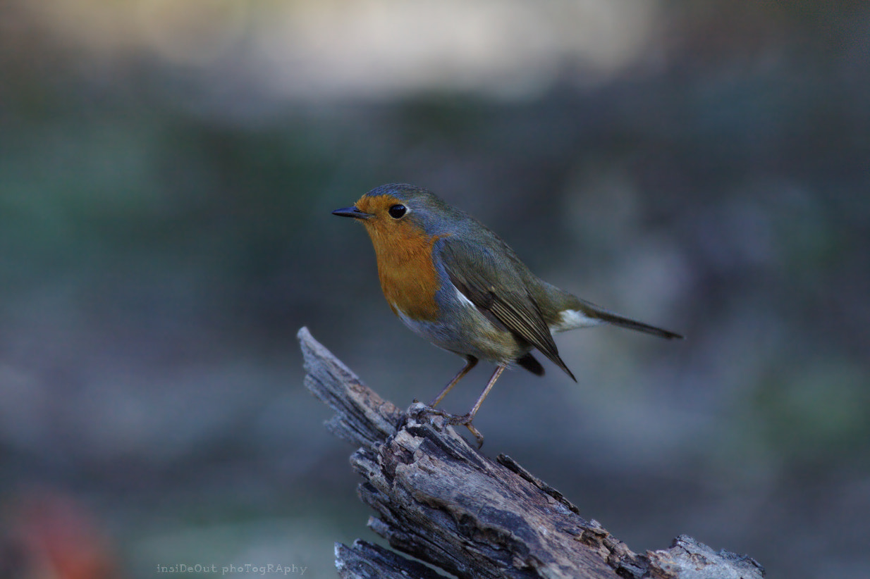 Canon EF 300mm F4L IS USM sample photo. Robin photography