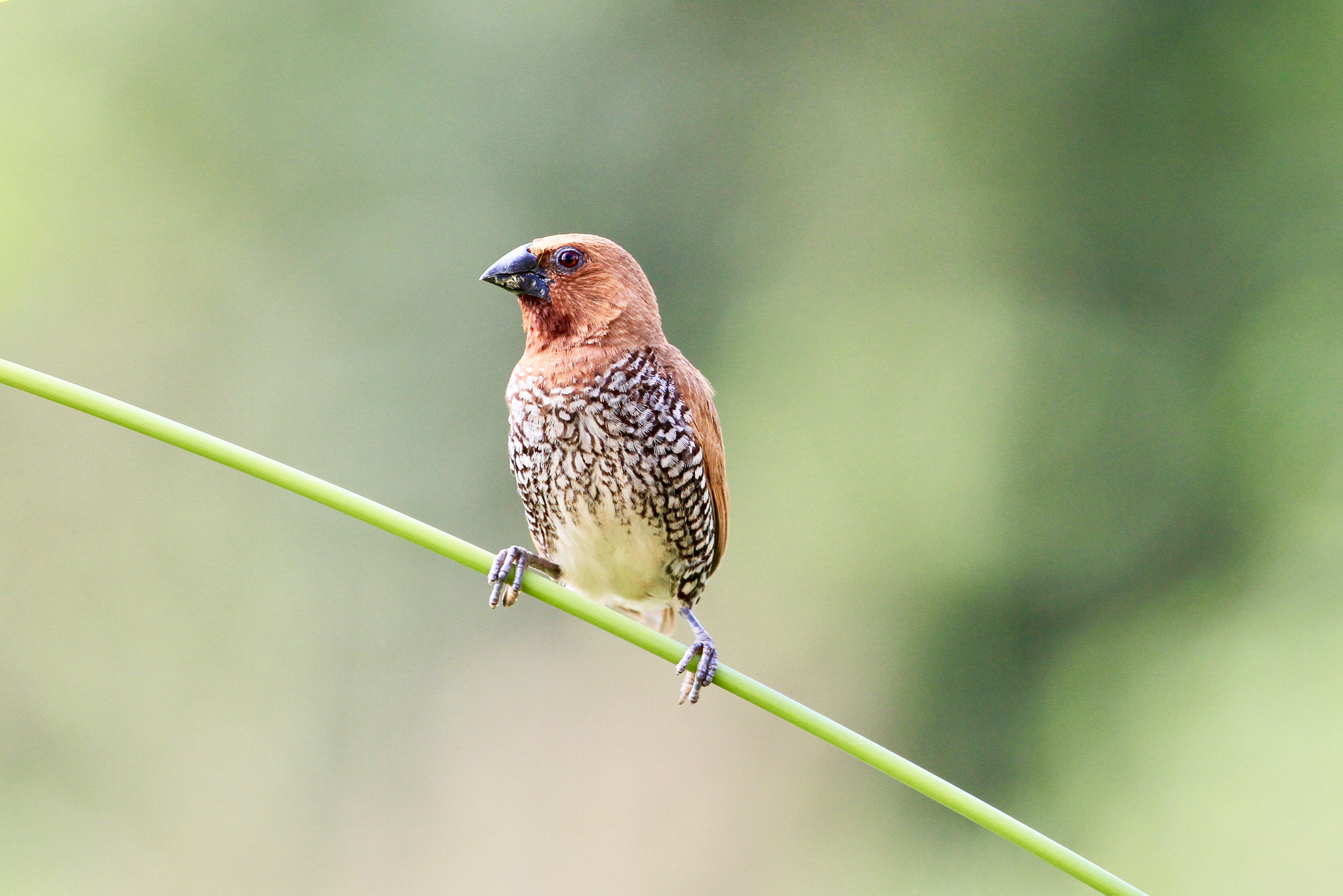 Canon EOS 7D + Canon EF 100-400mm F4.5-5.6L IS II USM sample photo. Munia,photo is taken in central sri lanka. photography