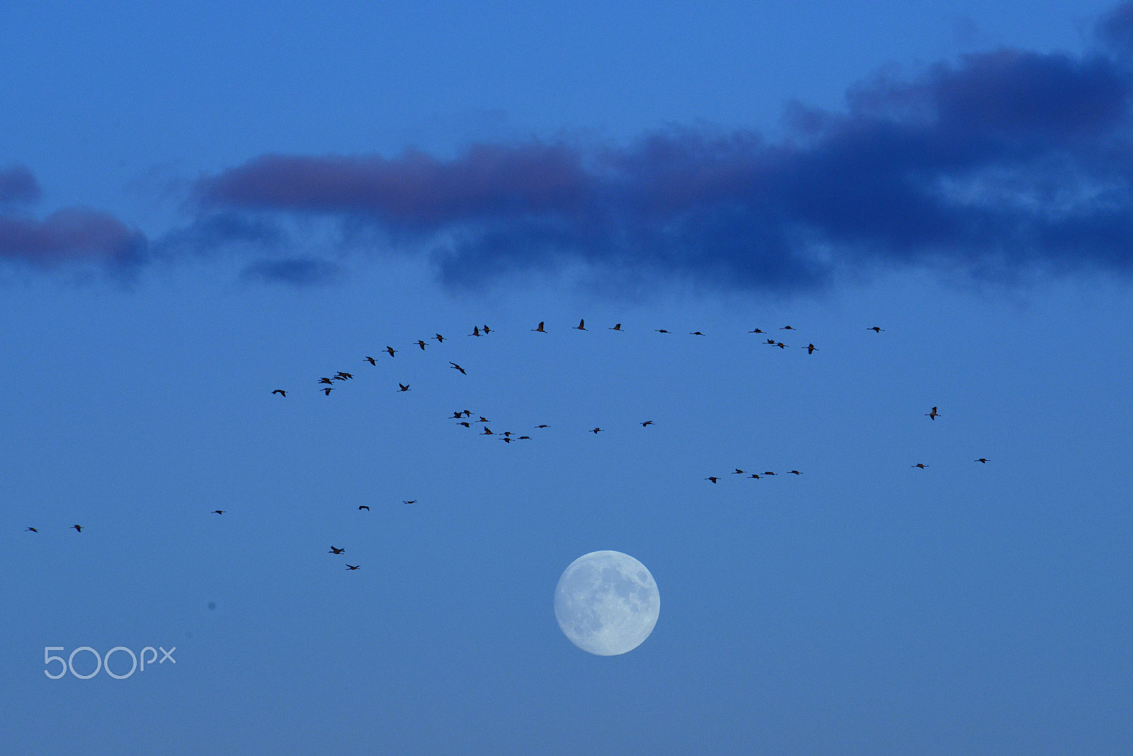 Nikon D800 sample photo. Cranes and the moon photography