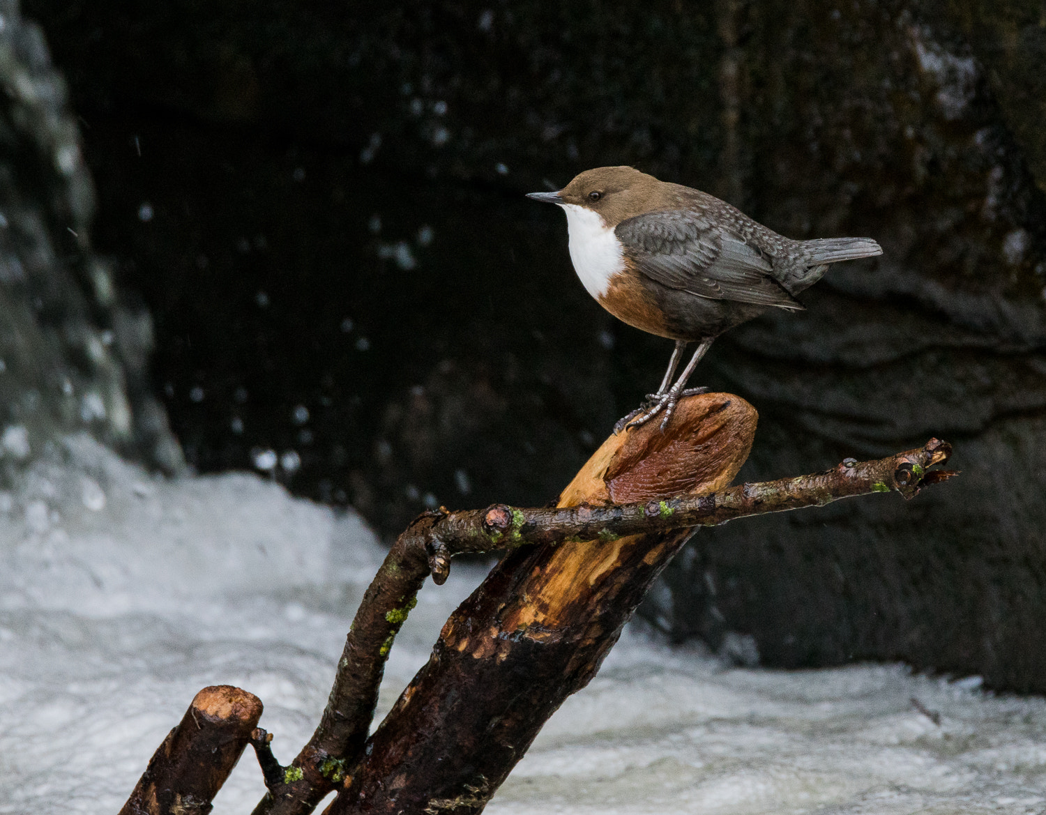 Sony ILCA-77M2 + Tamron SP 150-600mm F5-6.3 Di VC USD sample photo. Wasseramsel (cinclus) photography