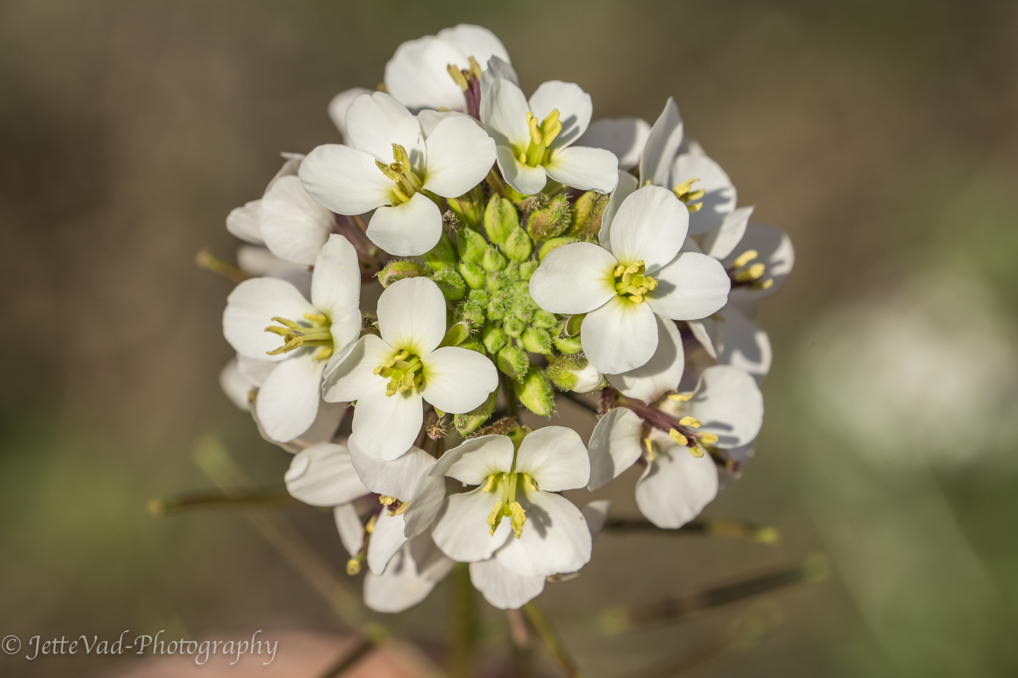 Sony E 18-200mm F3.5-6.3 OSS sample photo. Spring photography