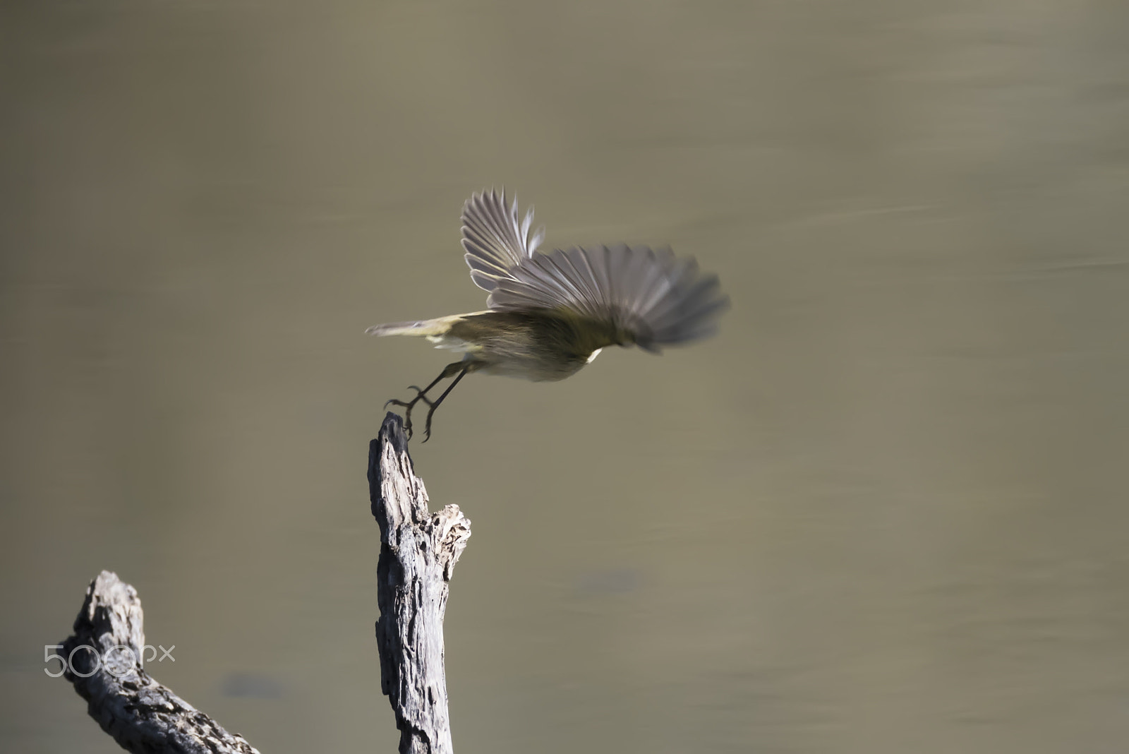 Sigma 150-600mm F5-6.3 DG OS HSM | C sample photo. Let's go photography