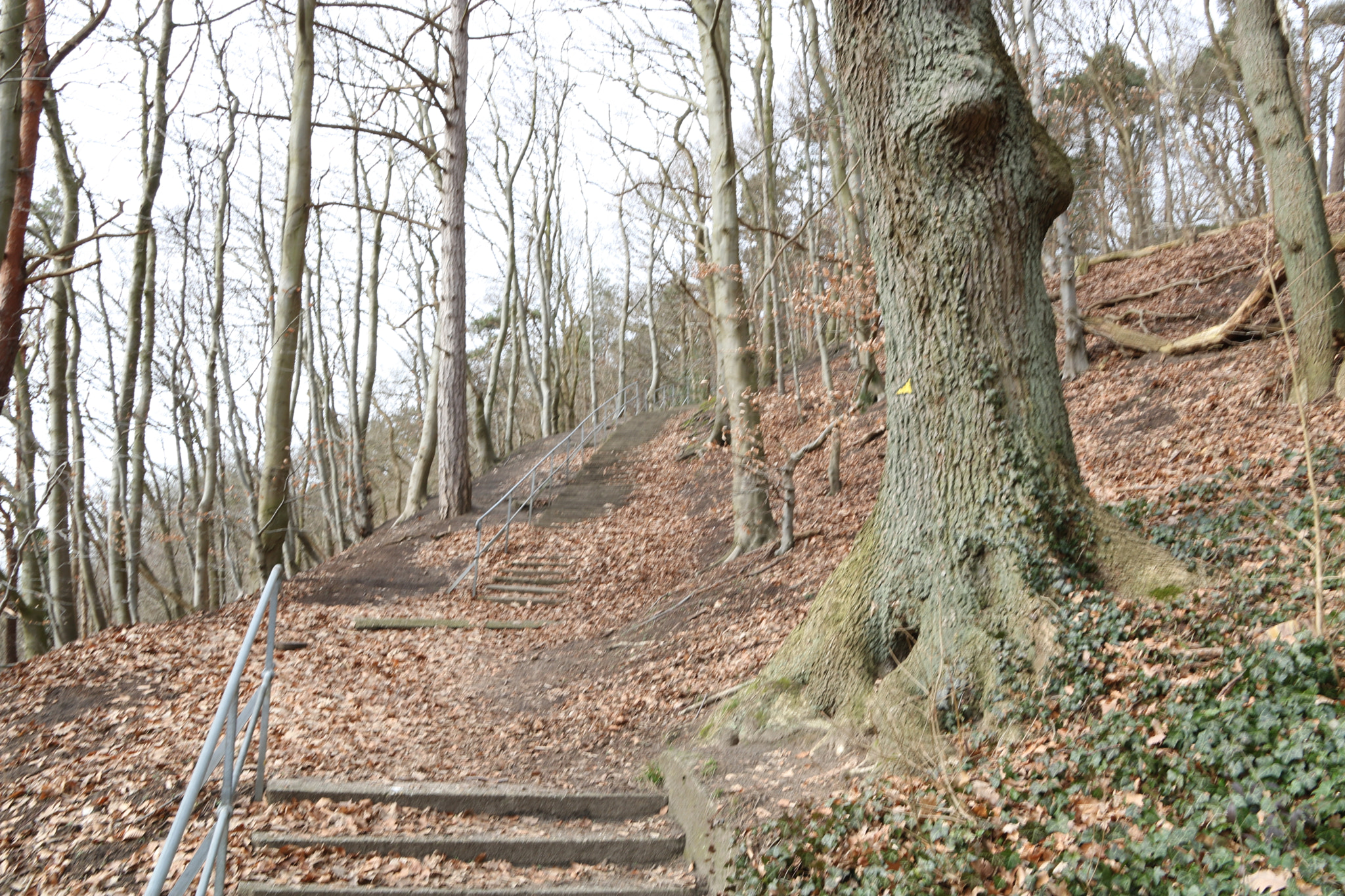 Canon EOS 760D (EOS Rebel T6s / EOS 8000D) sample photo