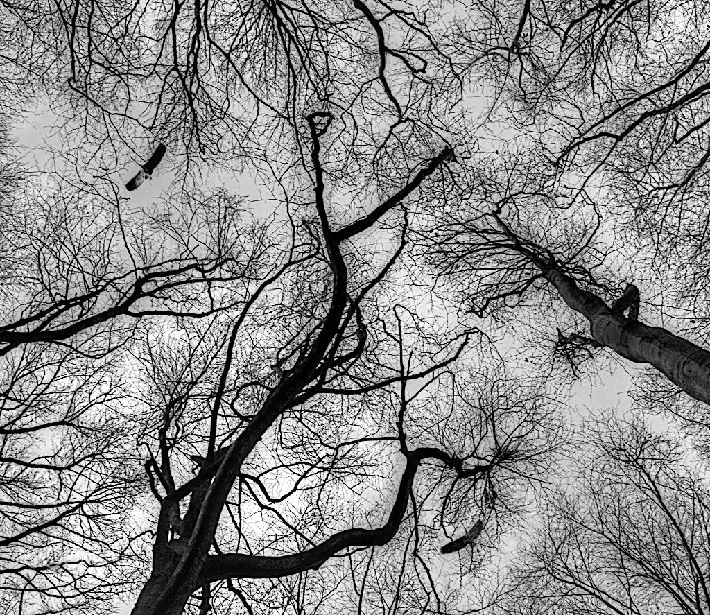 Nikon 1 Nikkor 11-27.5mm F3.5-5.6 sample photo. Birds in tree photography