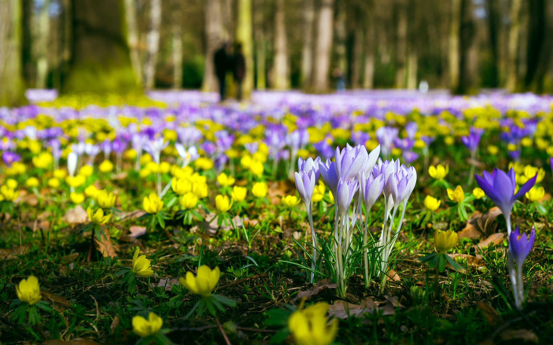 Pentax K-50 + A Series Lens sample photo. Crocus and yellow anemone photography