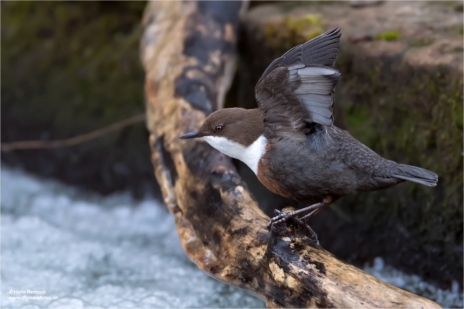 Nikon AF-S Nikkor 600mm F4E FL ED VR sample photo. White-throated dipper photography