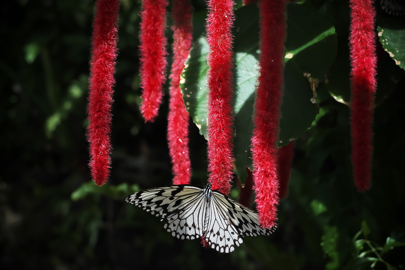 Fujifilm X-A1 sample photo. Red&white photography