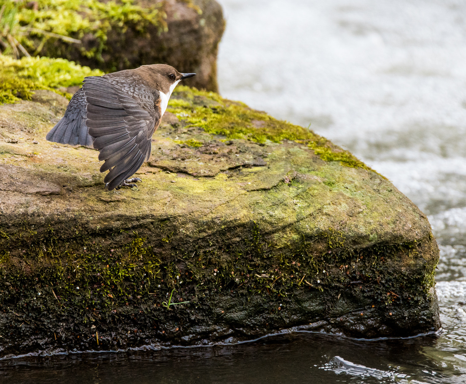 Tamron SP 150-600mm F5-6.3 Di VC USD sample photo. Stretching photography