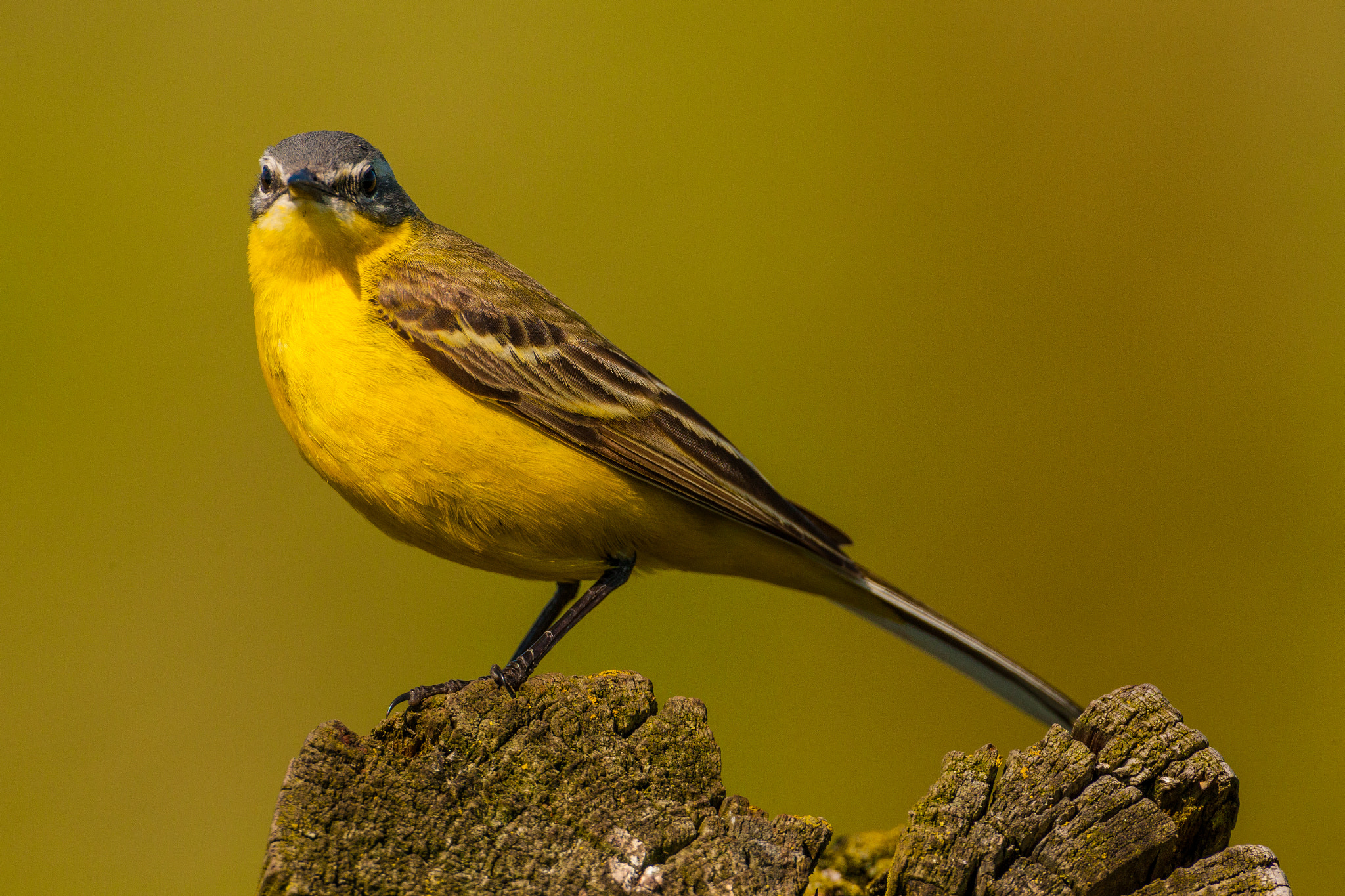 Canon EF 500mm F4L IS USM sample photo. Yellow wagtail watching 1 photography