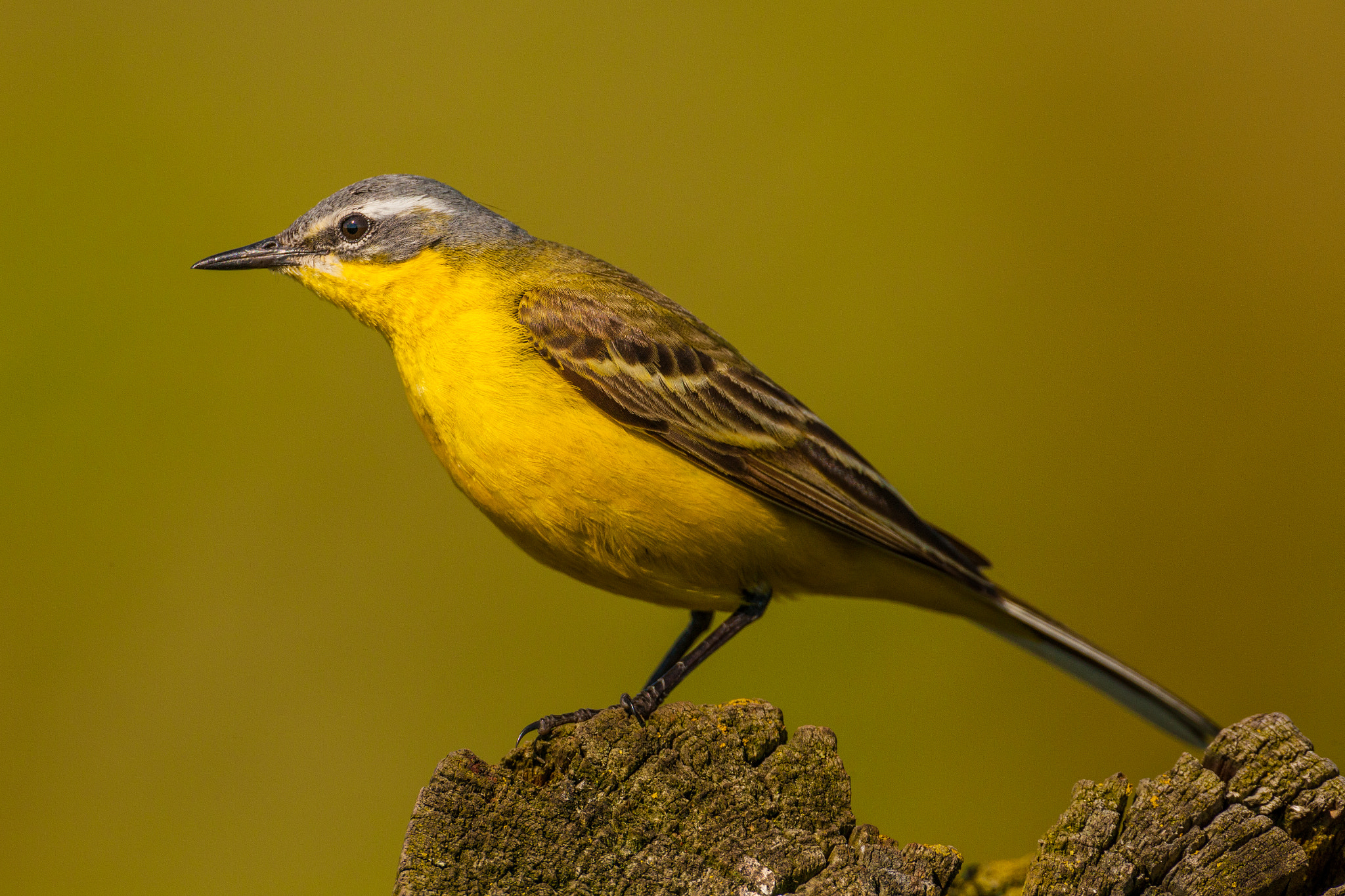 Canon EF 500mm F4L IS USM sample photo. Yellow wagtail watching 2 photography