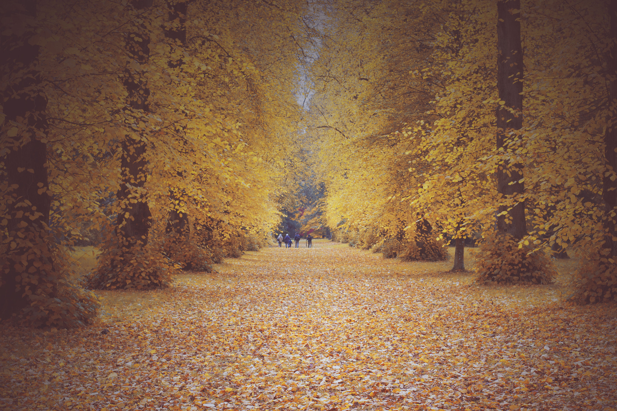 Canon EOS 550D (EOS Rebel T2i / EOS Kiss X4) + Canon EF 50mm F1.4 USM sample photo. Autumn in westonbirt arboretum photography