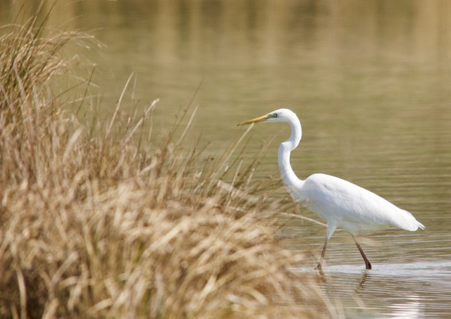 Sigma 150-500mm F5-6.3 DG OS HSM sample photo
