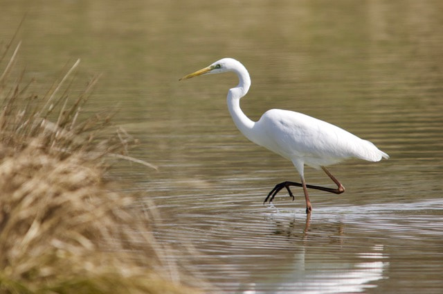 Canon EOS 70D + Sigma 150-500mm F5-6.3 DG OS HSM sample photo