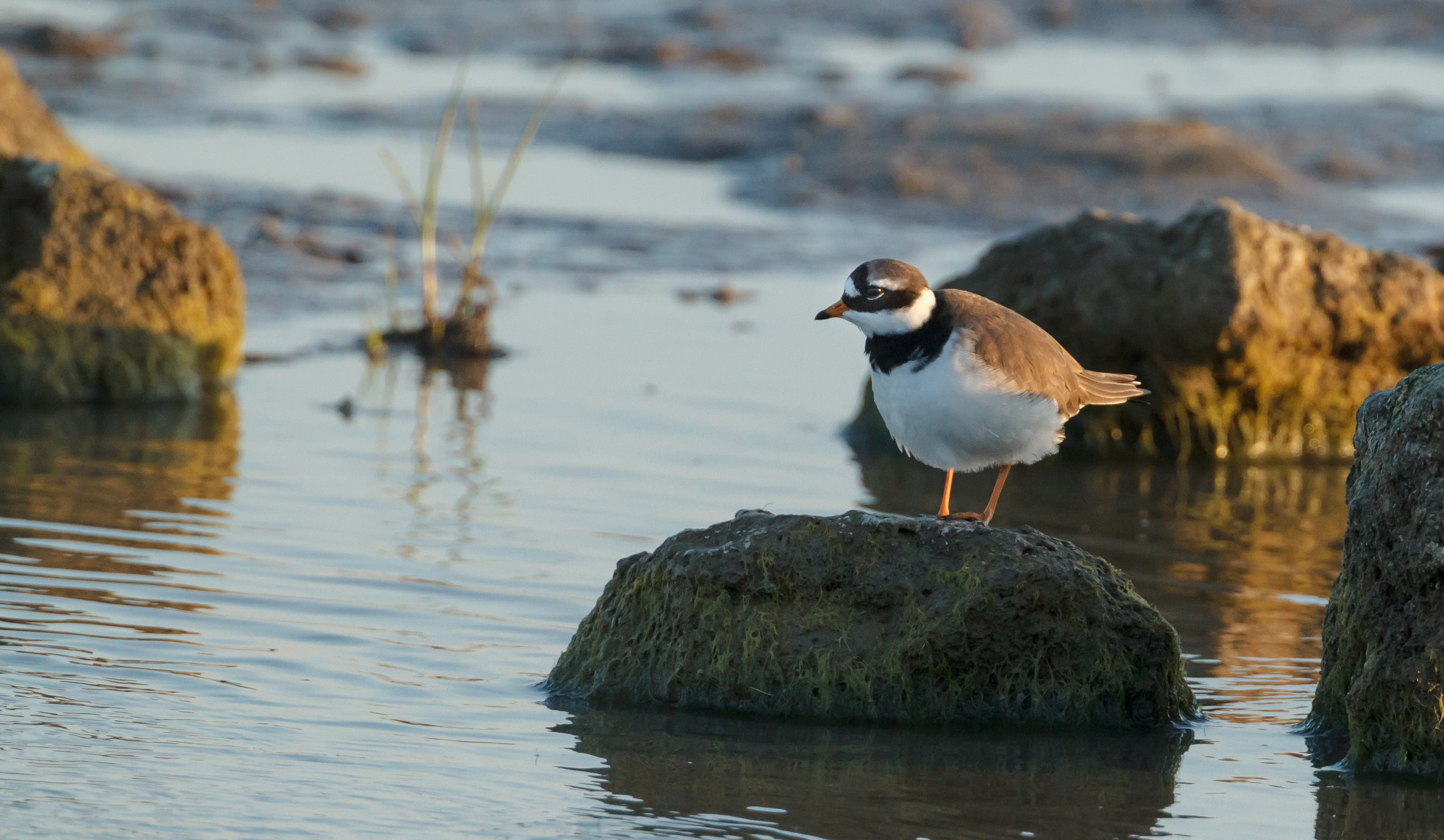 Canon EF 500mm F4L IS USM sample photo. Common ringed plover standing on a stone photography