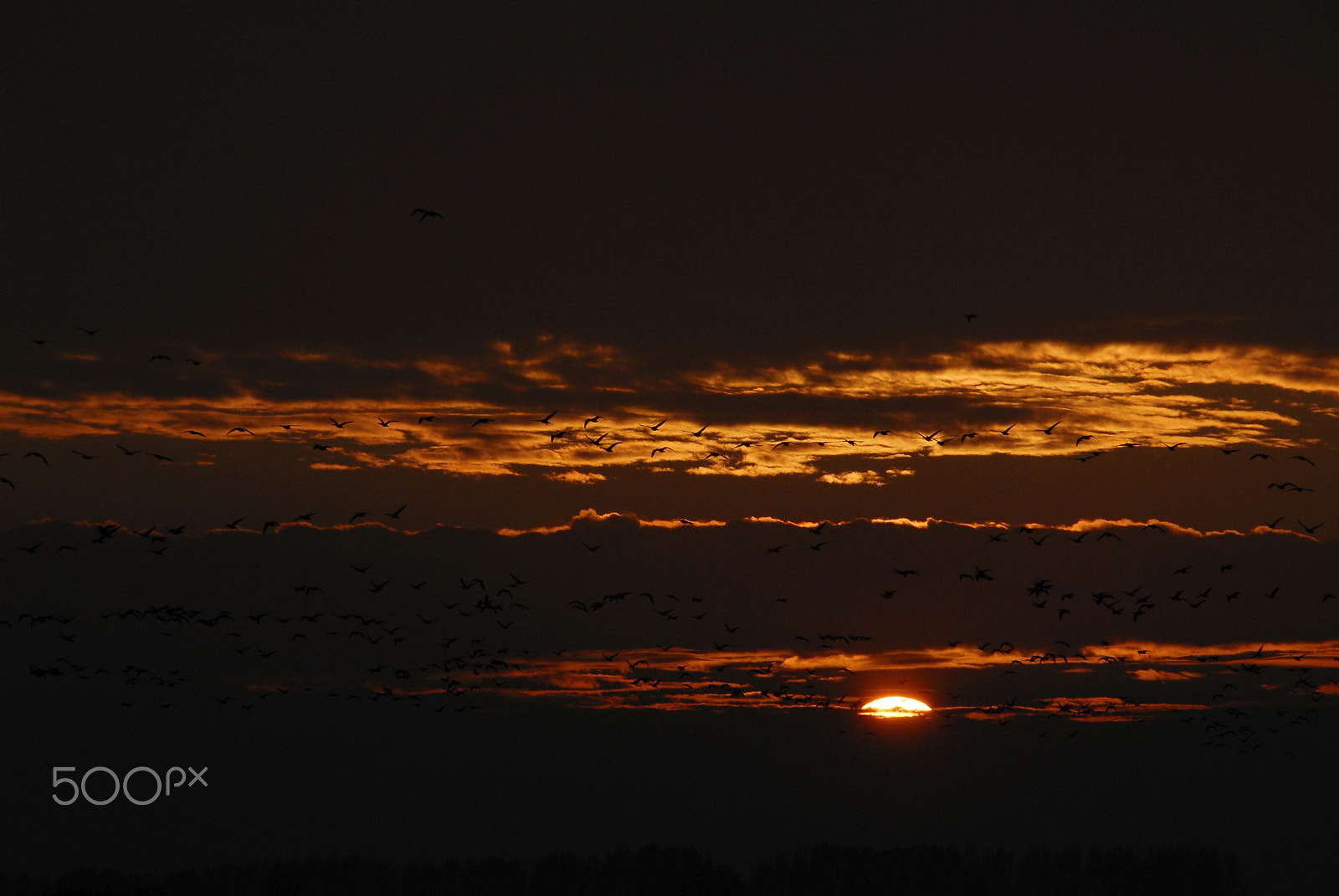 Nikon D200 sample photo. Crane - sunset photography