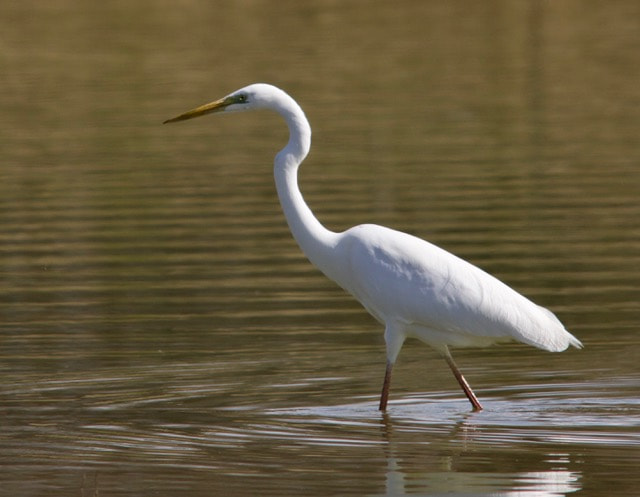 Sigma 150-500mm F5-6.3 DG OS HSM sample photo