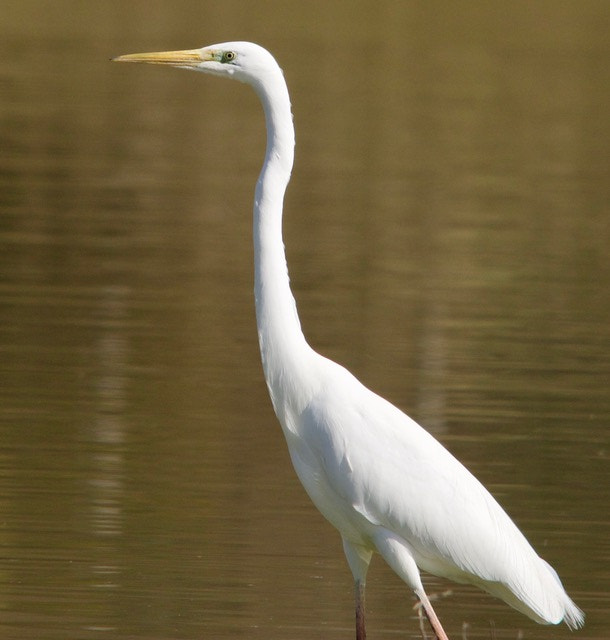 Sigma 150-500mm F5-6.3 DG OS HSM sample photo