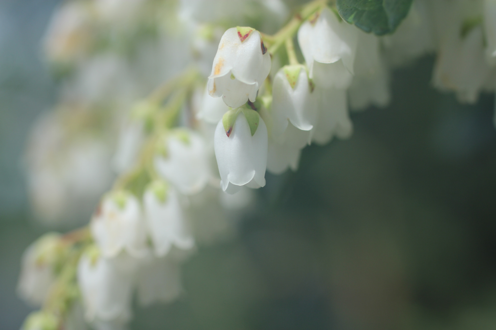 Canon EOS 60D + Canon EF 50mm F2.5 Macro sample photo. Flowers photography