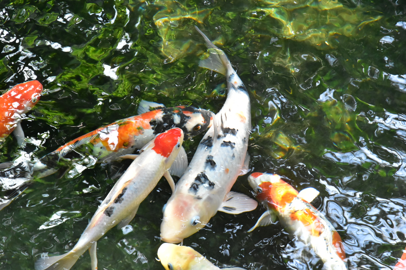 Nikon D5500 sample photo