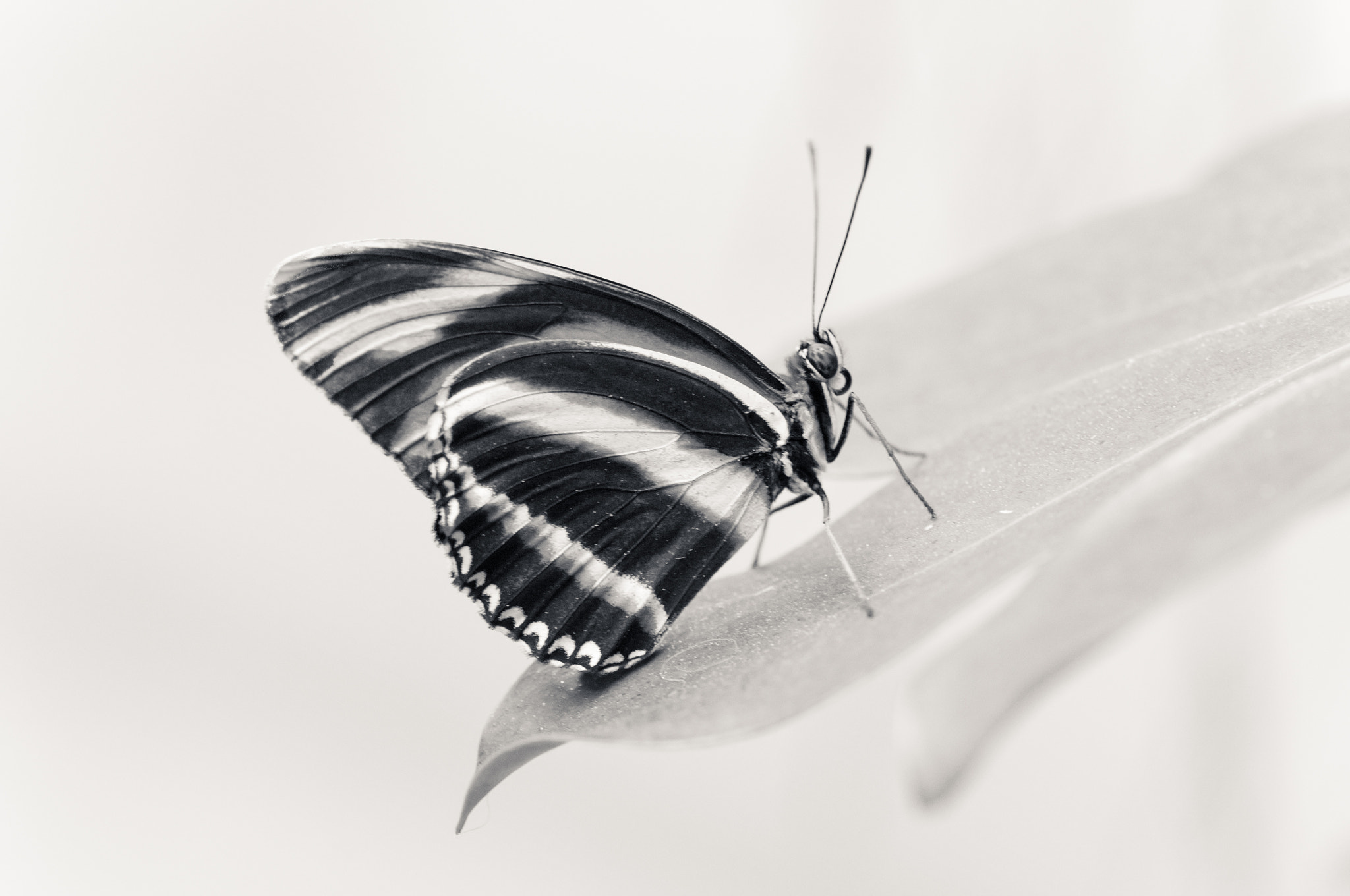 Sigma 150mm F2.8 EX DG OS Macro HSM sample photo. Dryadula butterfly photography