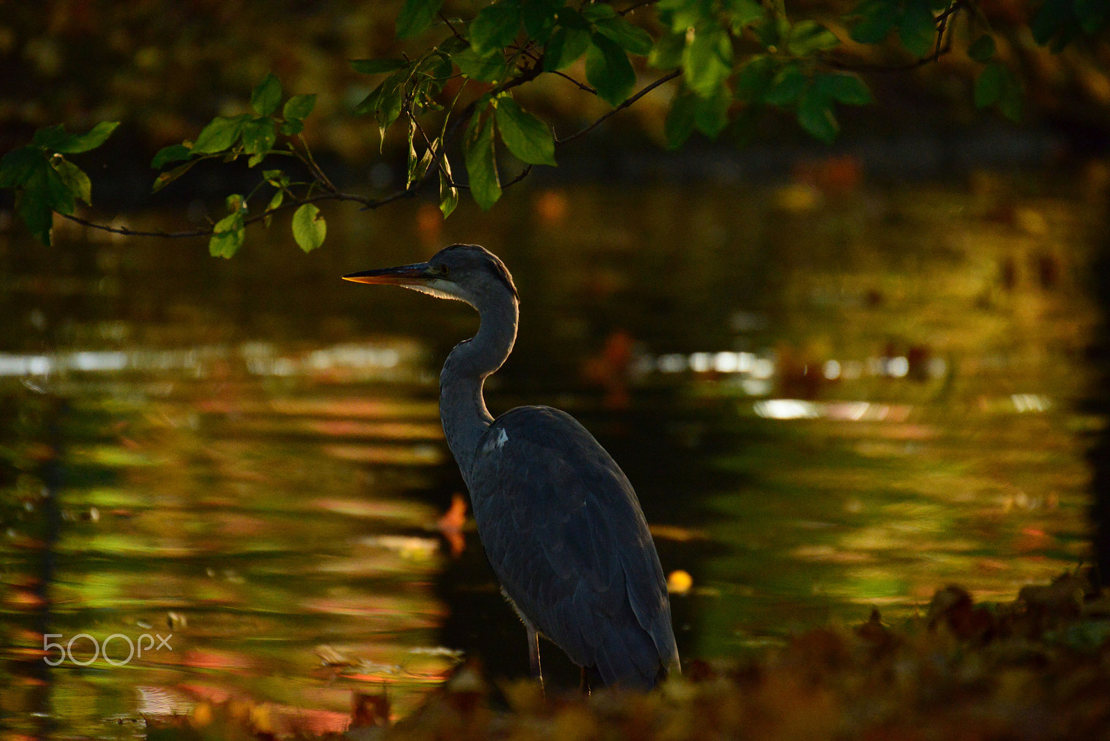 Nikon D800 + Sigma 50-500mm F4.5-6.3 DG OS HSM sample photo. Heron photography