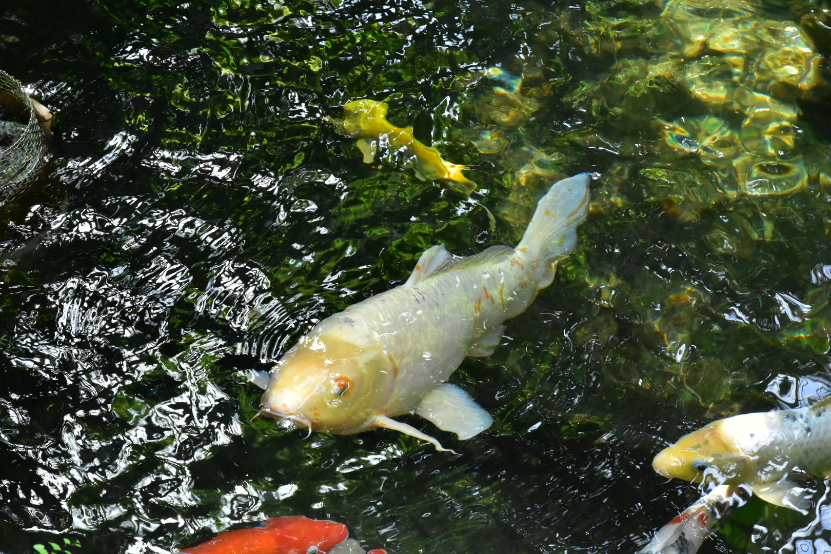 Nikon D5500 sample photo. Untitled photography
