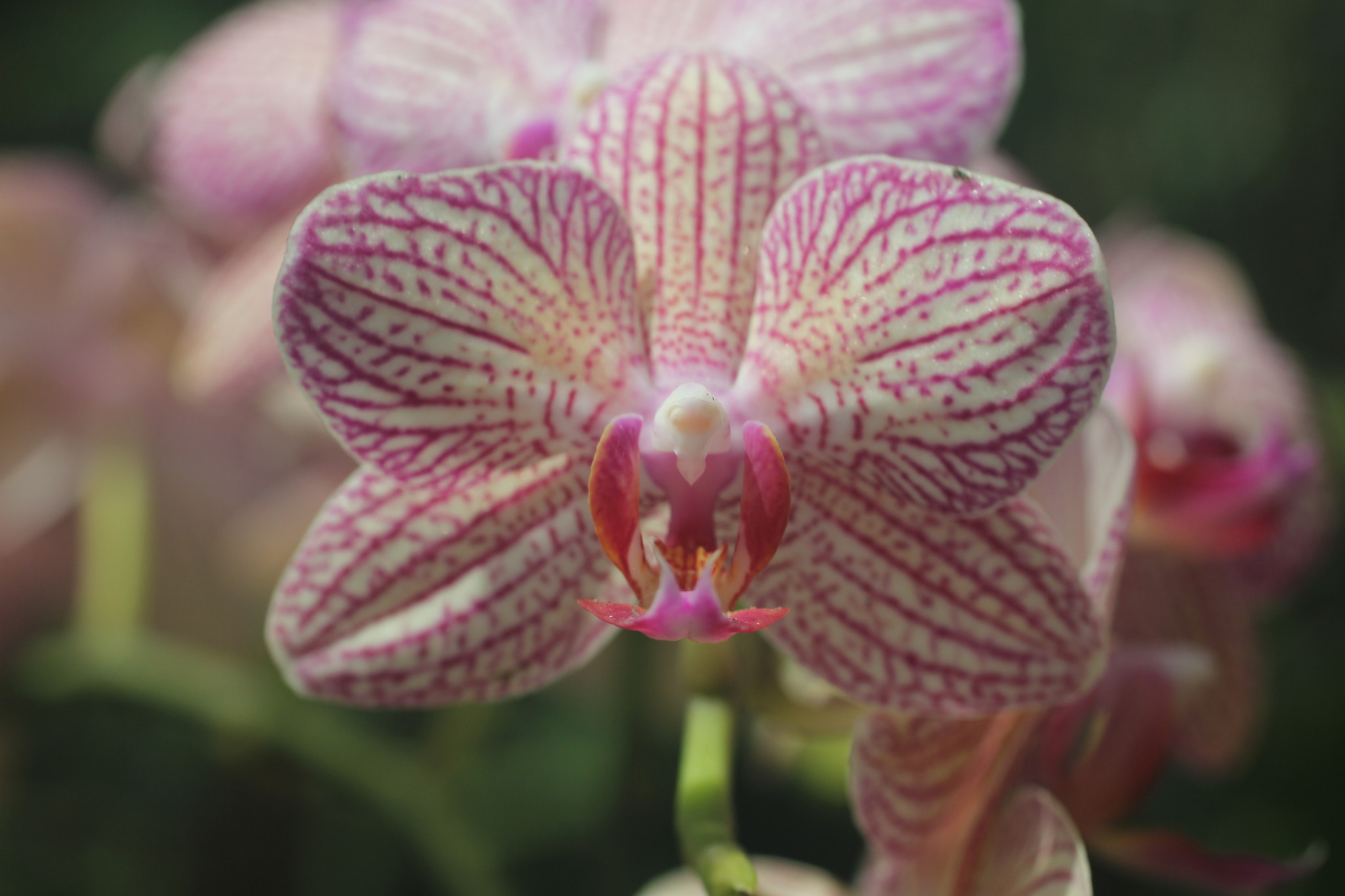 Canon EOS 60D + Canon EF 50mm F2.5 Macro sample photo. Orchids photography