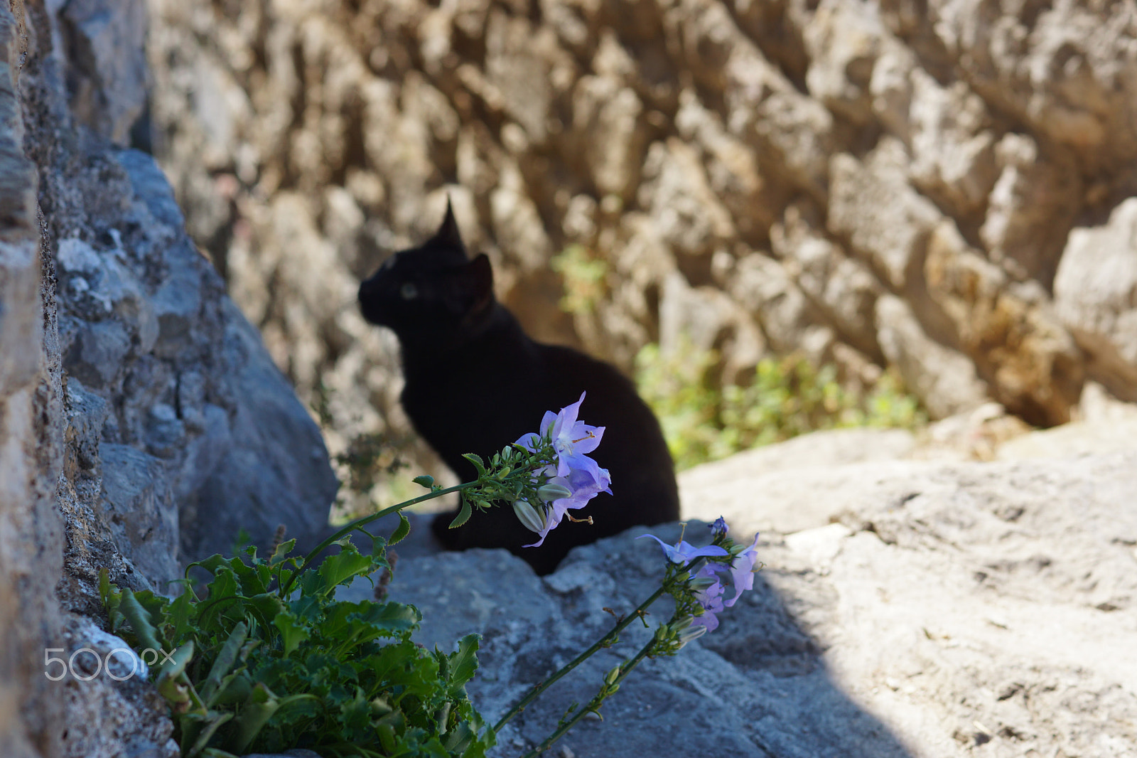 Sony SLT-A65 (SLT-A65V) sample photo. Black cat sitting in a gray stone wall, purple flower grows in proscheline photography