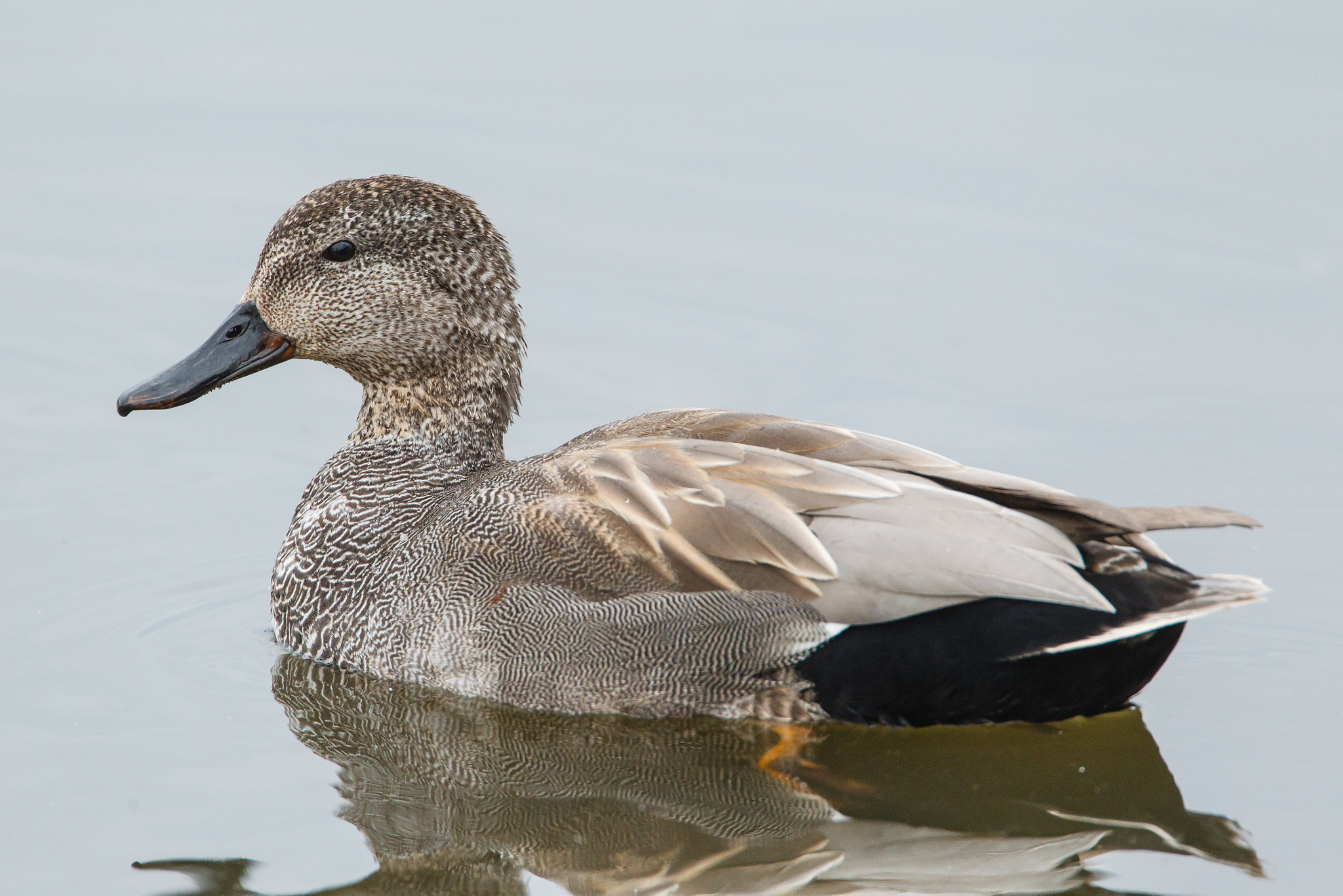 Canon EF 500mm F4L IS USM sample photo. Male gadwall swimming photography
