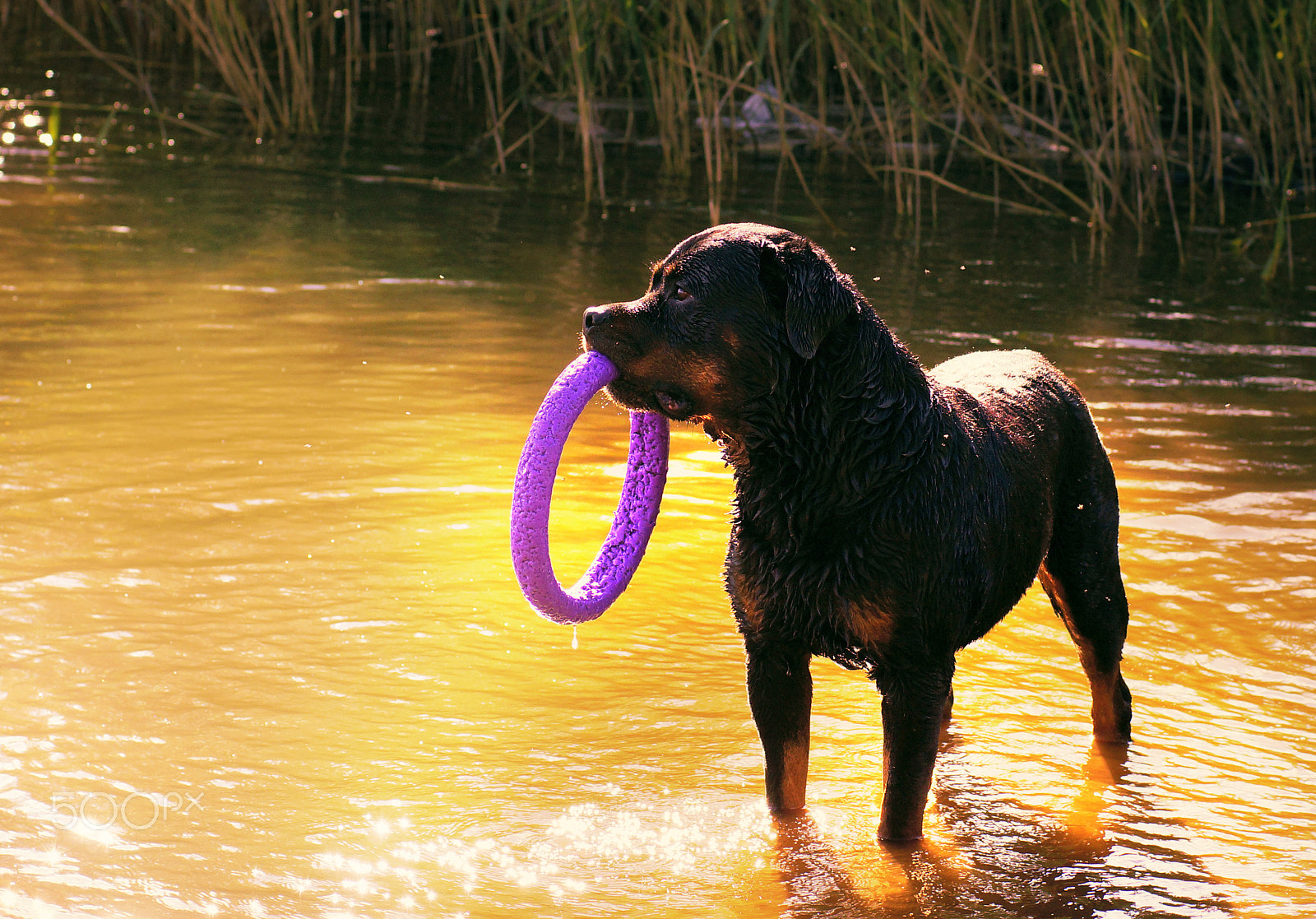 Sony SLT-A65 (SLT-A65V) sample photo. Large dog breed rottweiler standing in the water and holding a toy hoop photography