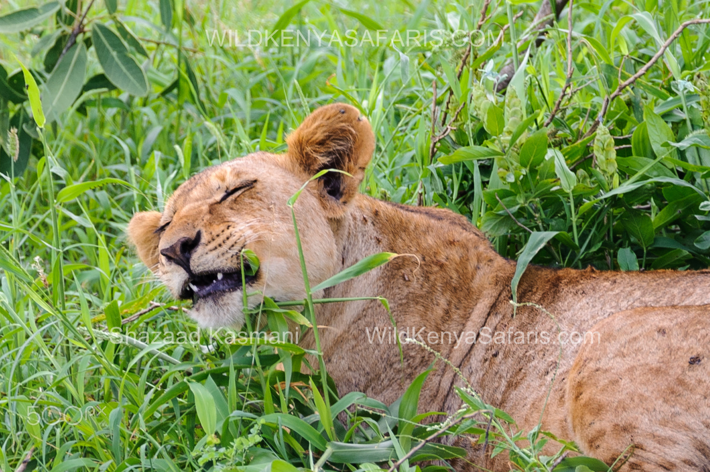 Sigma 150-600mm F5-6.3 DG OS HSM | C sample photo. Lion cub eating grass photography