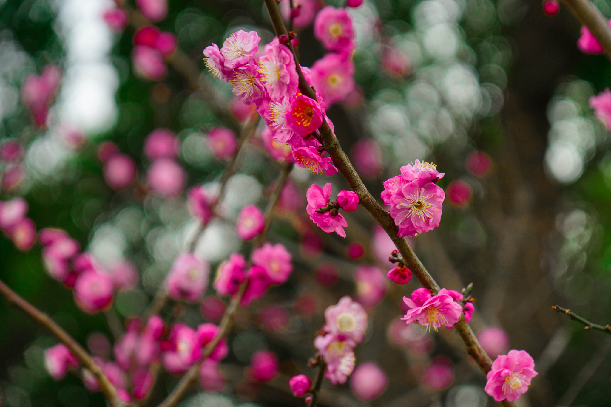 Sony a6300 + Sony Vario-Tessar T* E 16-70mm F4 ZA OSS sample photo. Flower photography