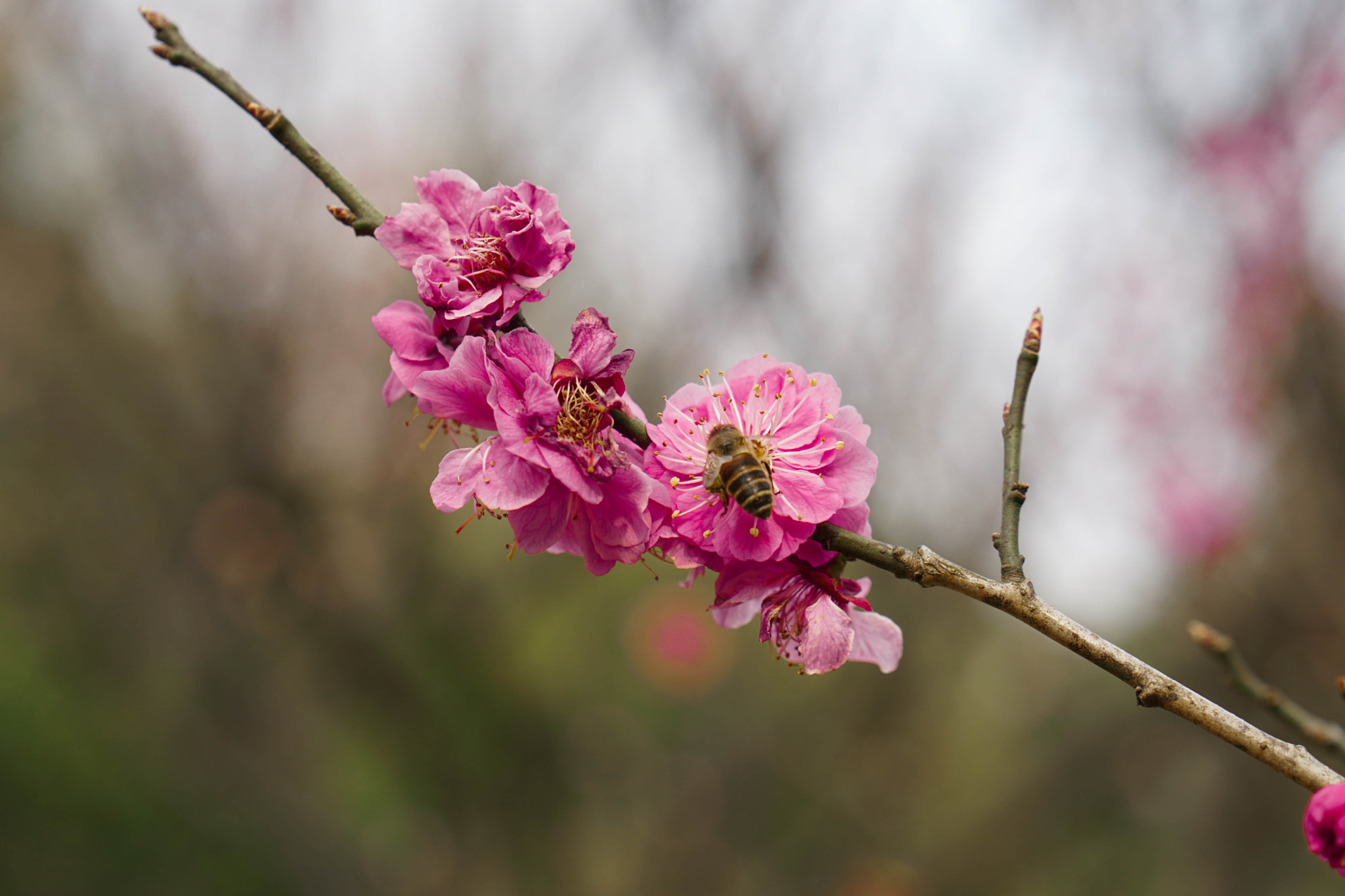 Sony a6300 + Sony Vario-Tessar T* E 16-70mm F4 ZA OSS sample photo. Flower photography