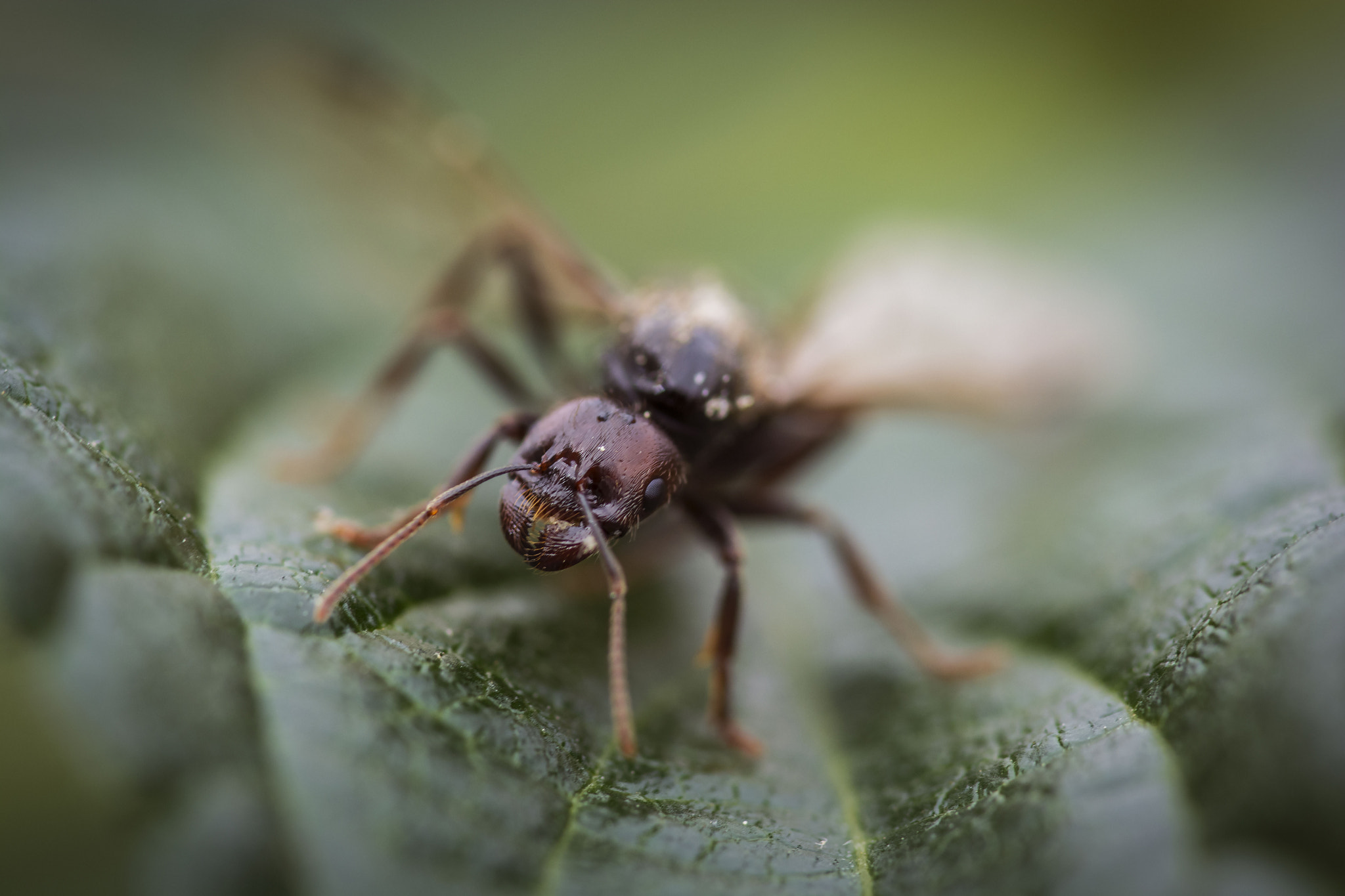 Sigma 105mm F2.8 EX DG OS HSM sample photo. Flying ant photography