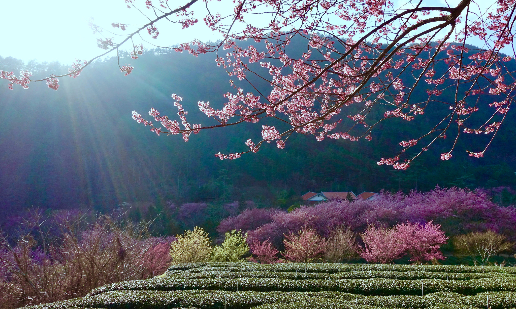 Sony DSC-RX100M5 + Sony 24-70mm F1.8-2.8 sample photo. 武陵農場茶園 tea garden of wuling farm, taichung, taiwan photography