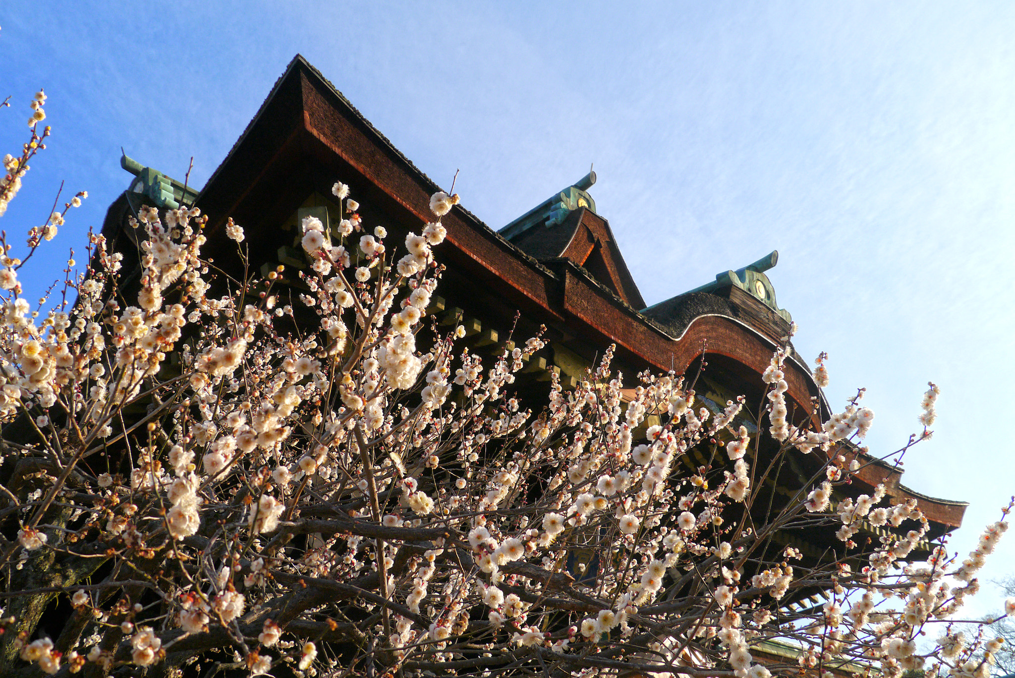 Panasonic Lumix DMC-GX1 + Panasonic Lumix G Vario HD 14-140mm F4-5.8 OIS sample photo. Spring in kyoto photography