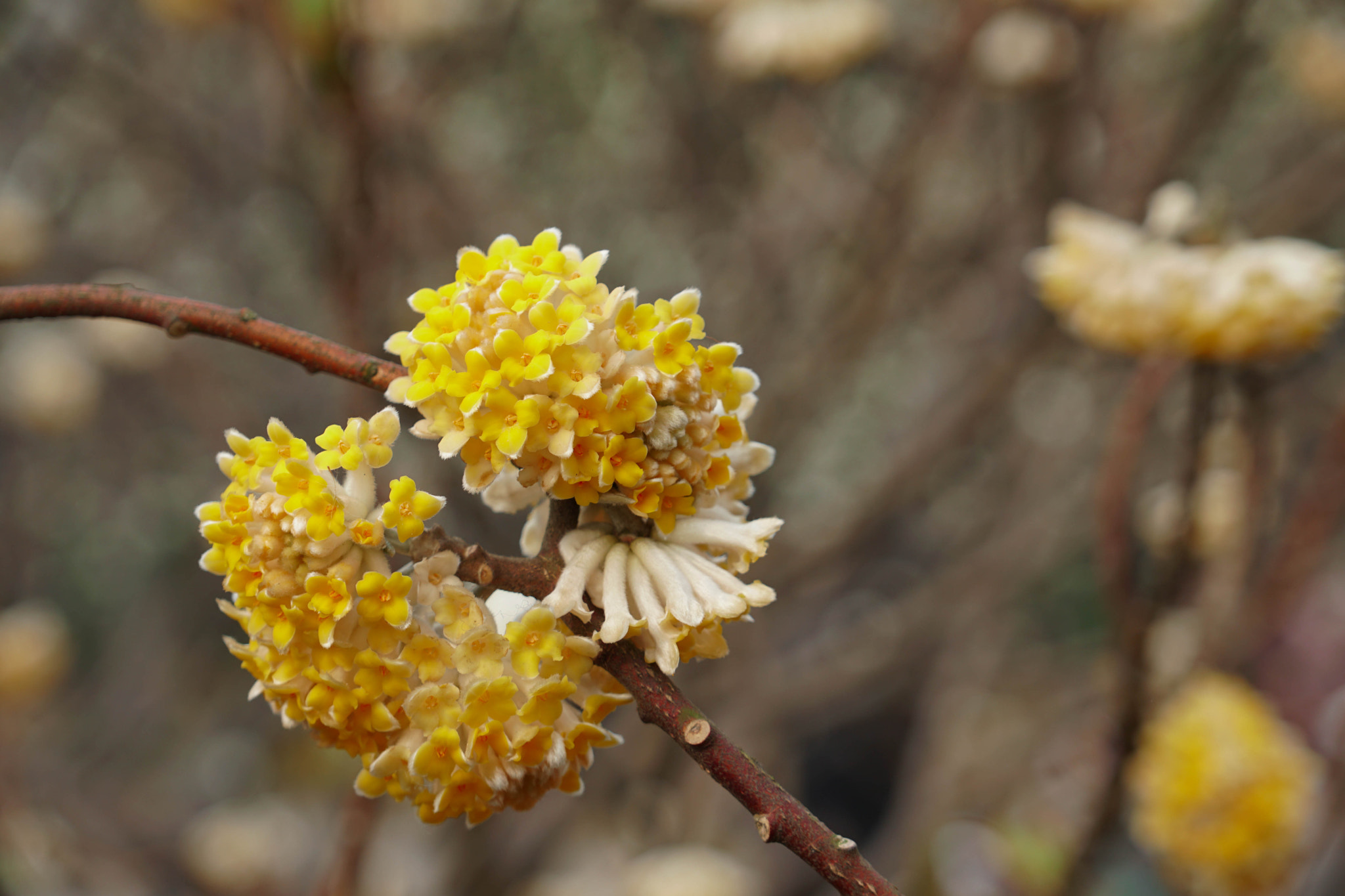 Sony a6300 sample photo. Yellow photography