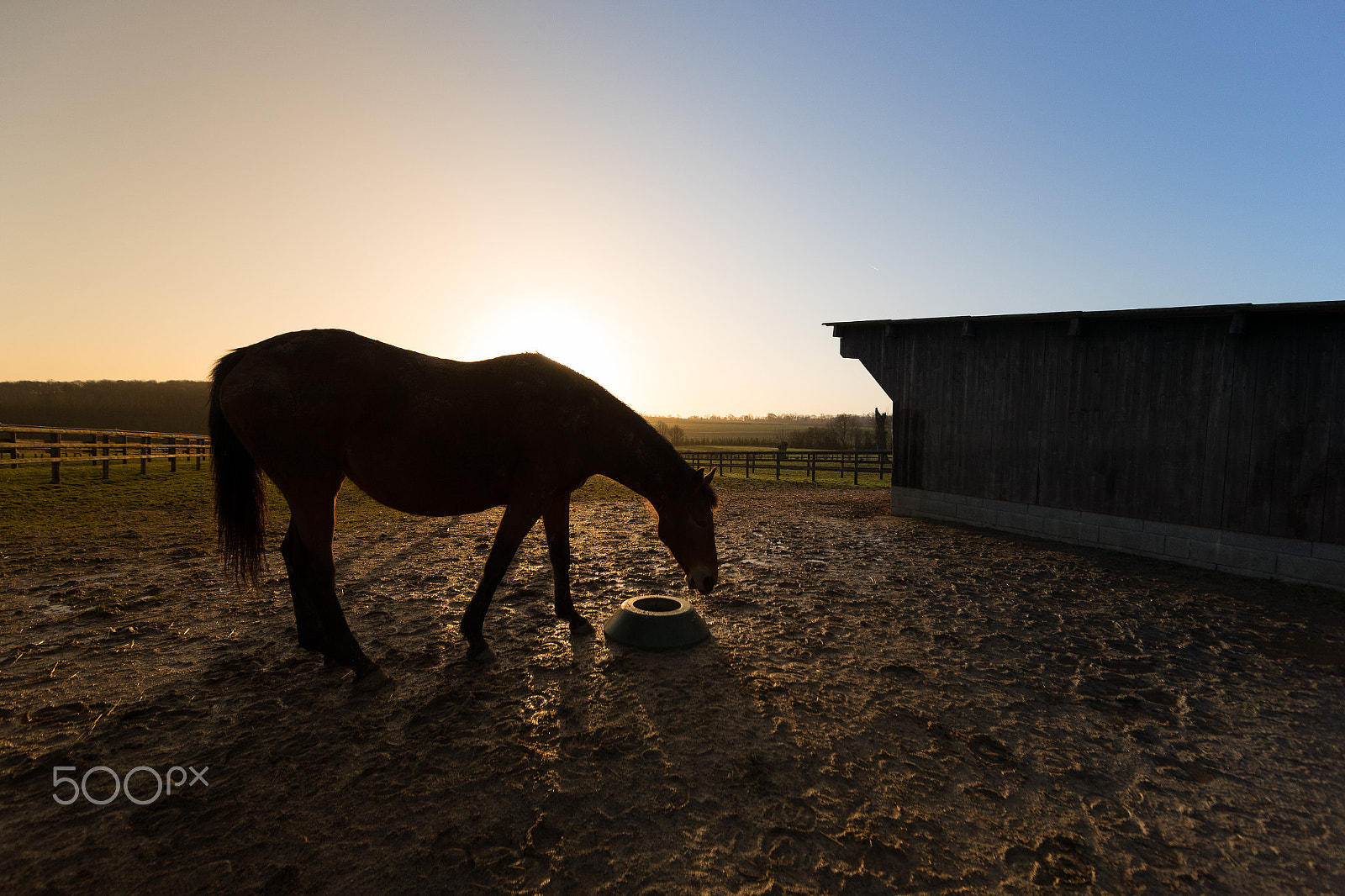 Canon EF 14mm F2.8L II USM sample photo. Horse in the sunrise photography