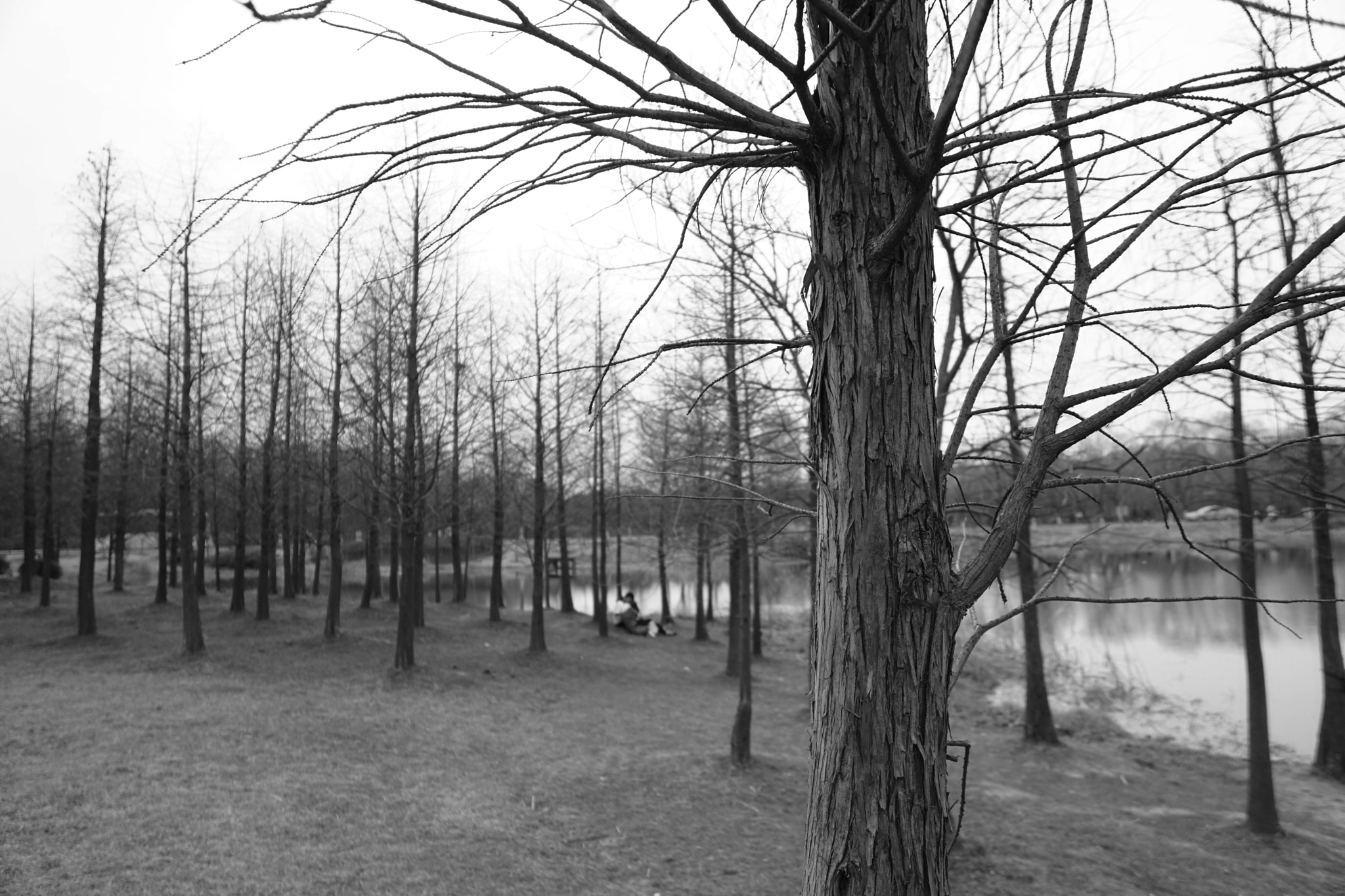 Sony a6300 + Sony Vario-Tessar T* E 16-70mm F4 ZA OSS sample photo. Tree photography