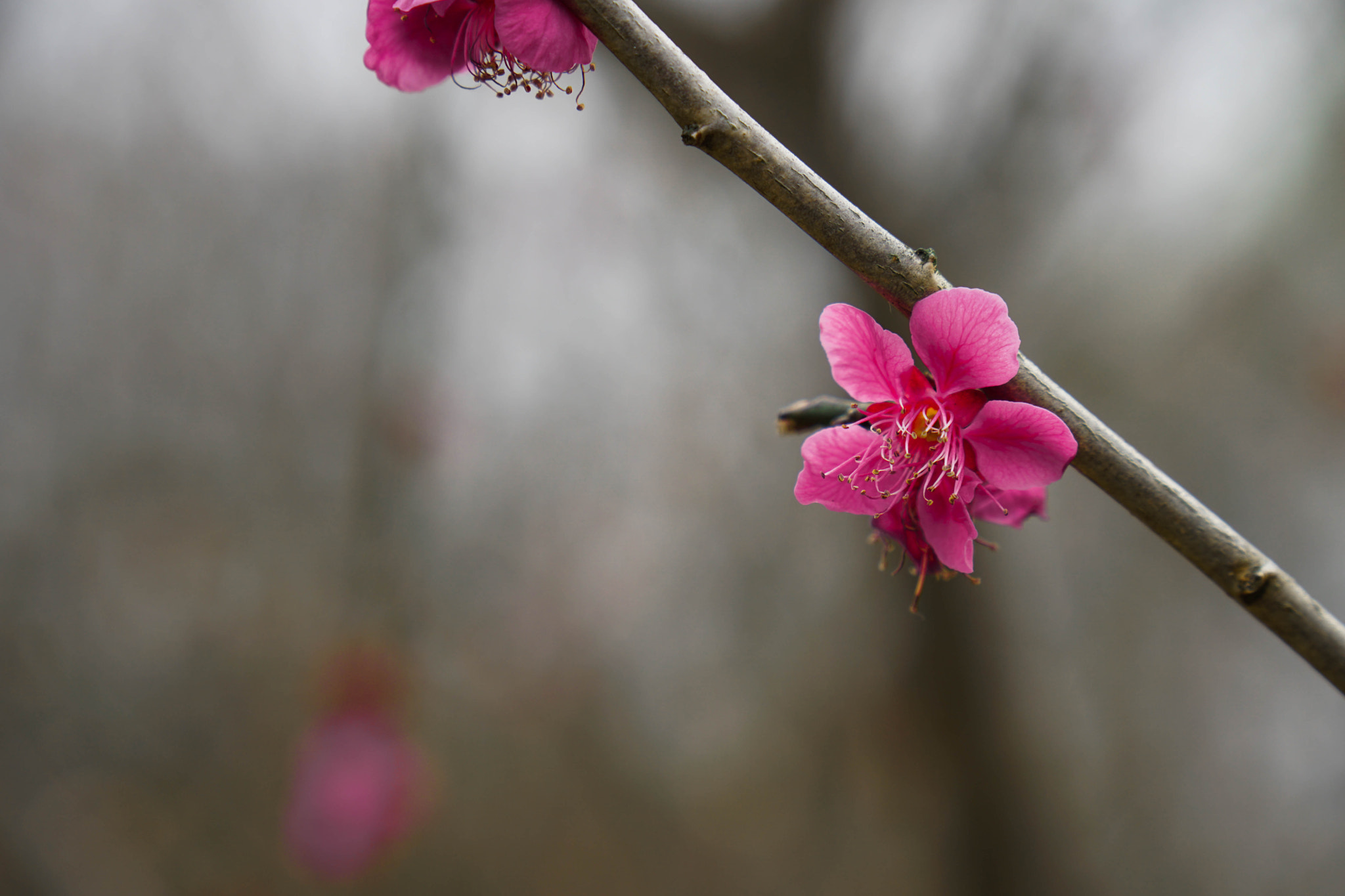 Sony a6300 sample photo. Pink photography