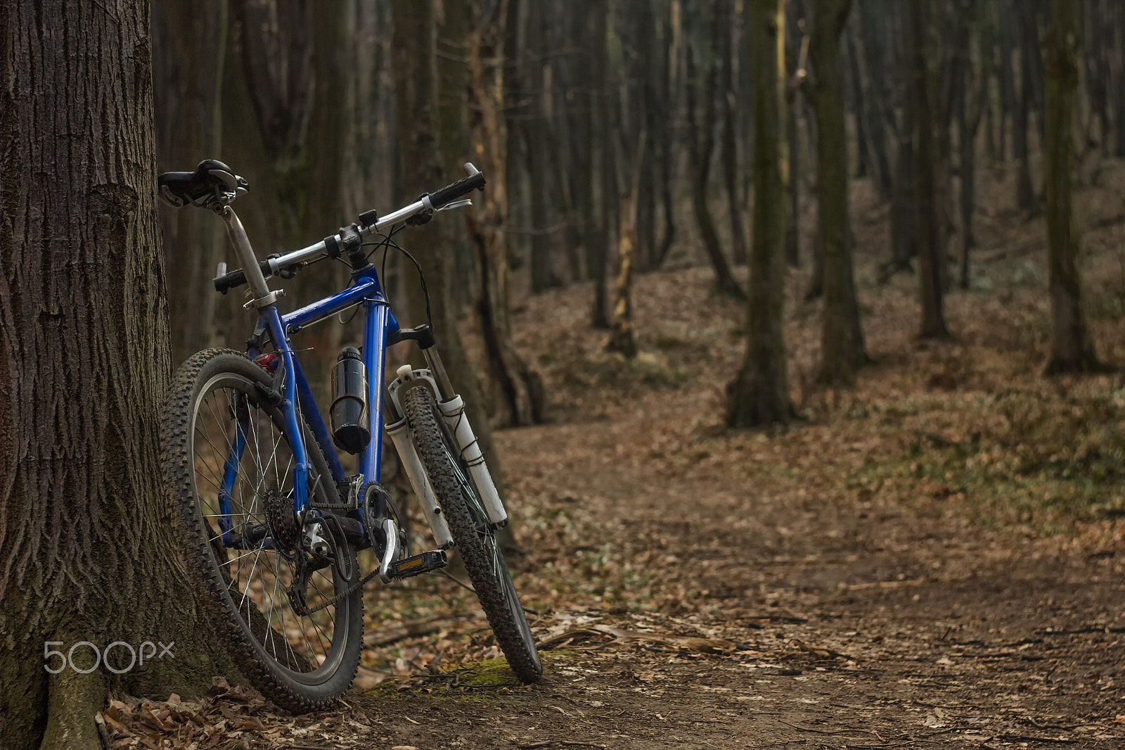 Canon EF 35-80mm f/4-5.6 sample photo. Deep in the forest photography