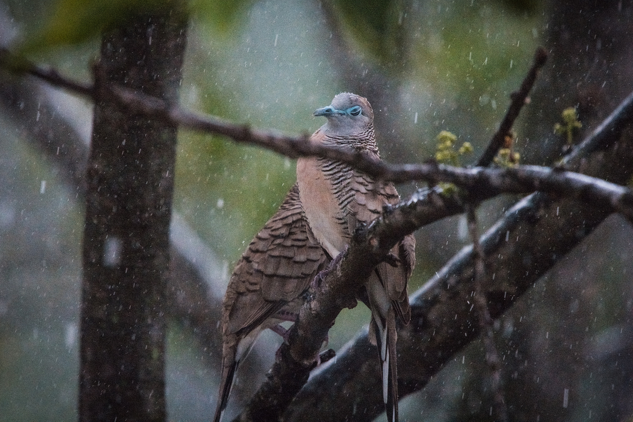 Nikon Nikkor AF-S 300mm F4E PF ED VR sample photo. Drenched in the rain photography