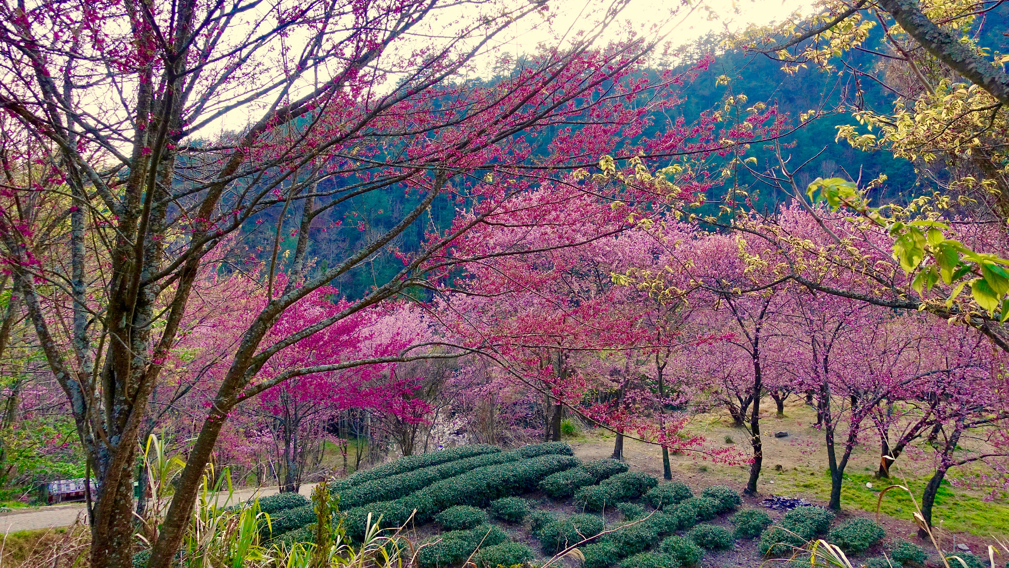 Sony DSC-RX100M5 + Sony 24-70mm F1.8-2.8 sample photo. Cherry blossoms in wuling farm, taiwan photography