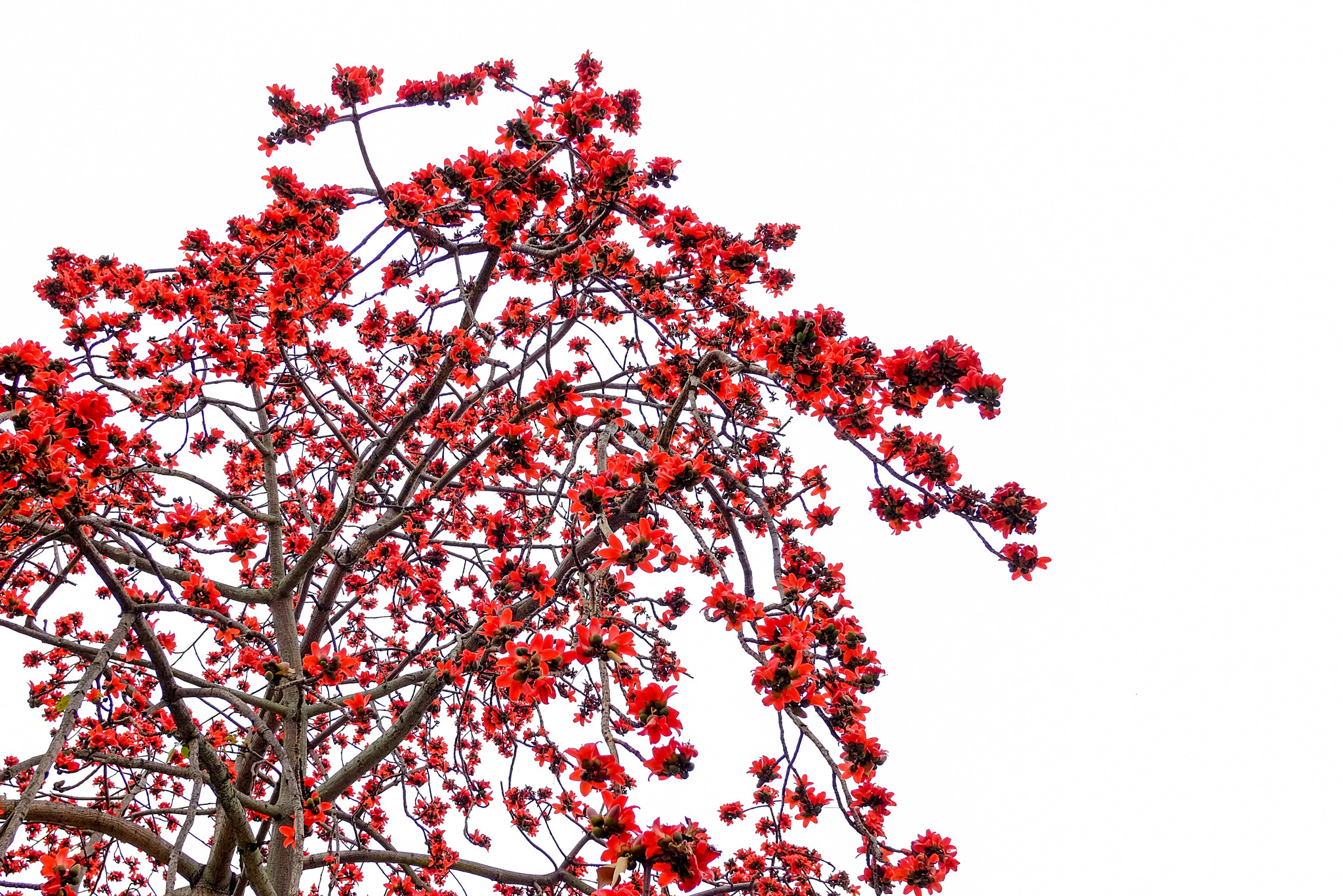 Fujifilm X-T1 + Fujifilm XF 18mm F2 R sample photo. Red flower tree photography