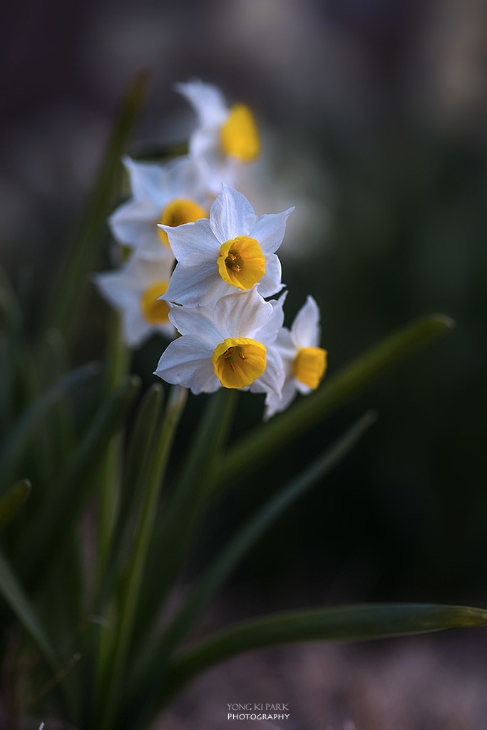 Pentax smc D-FA 100mm F2.8 Macro WR sample photo. Spring of the south-4 photography