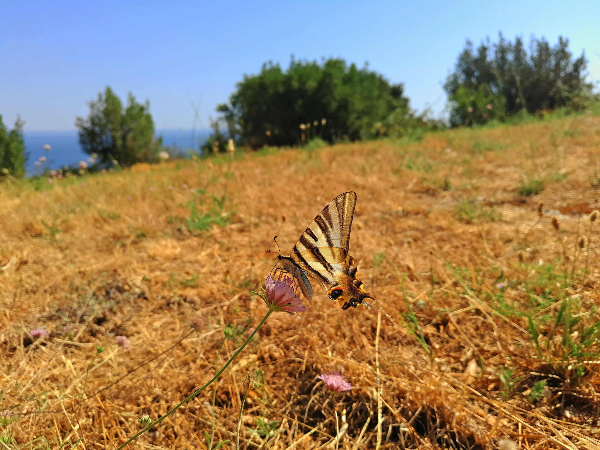 Meizu PRO 5 sample photo. Le papillon de banyuls photography