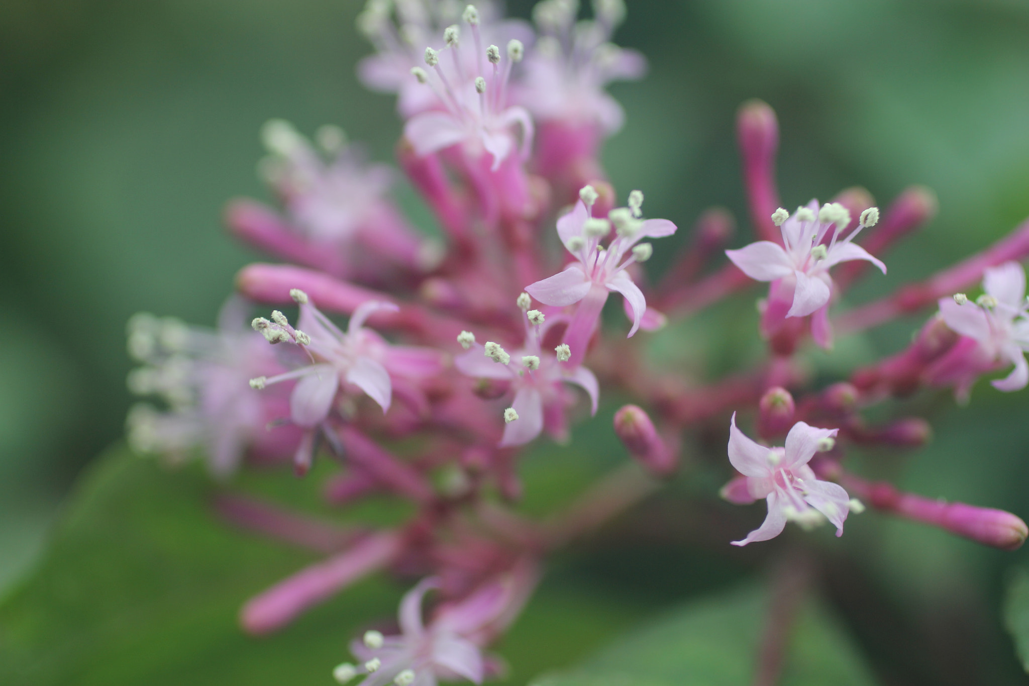 Canon EOS 60D + Canon EF 50mm F2.5 Macro sample photo. Pistil photography