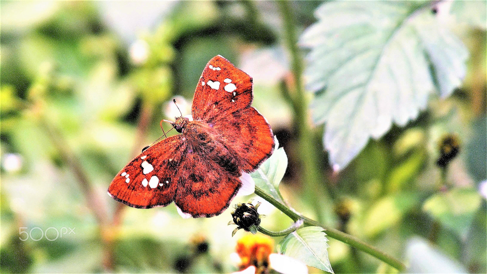 Fujifilm FinePix HS28EXR sample photo. Butterfly photography