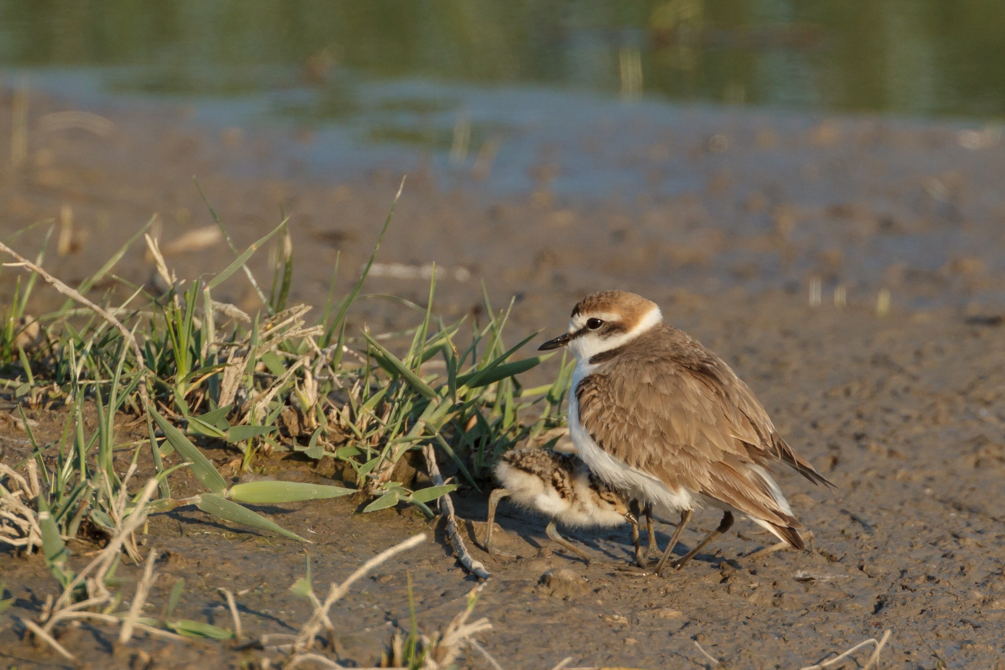 Canon EF 500mm F4L IS USM sample photo. Chick of a kentish plover hiding under adult photography
