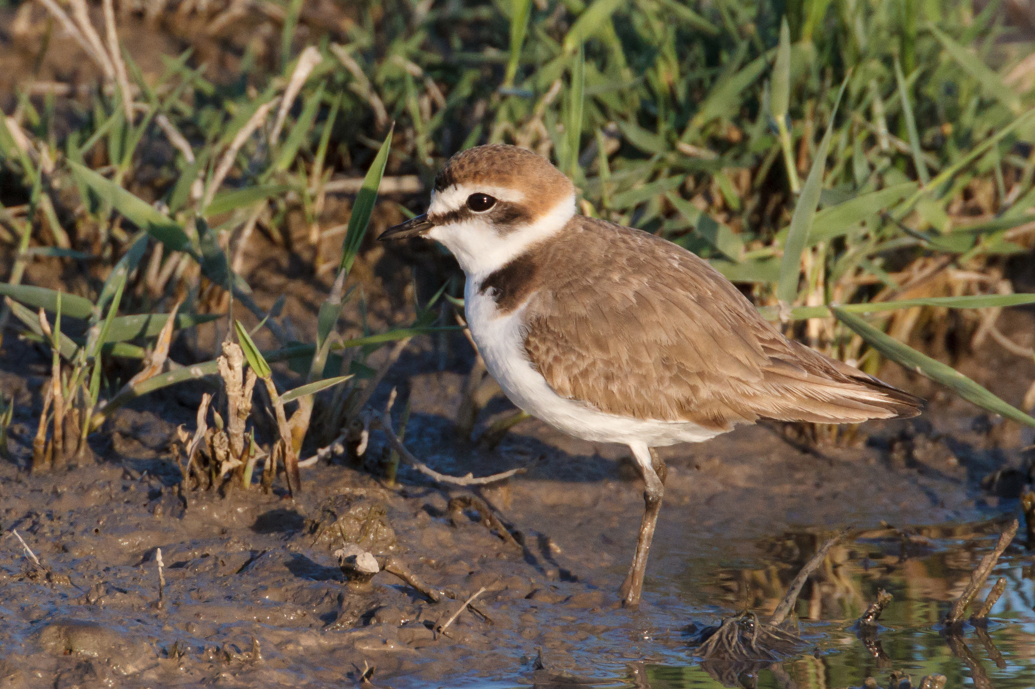 Canon EF 500mm F4L IS USM sample photo. Kentish plover standing in mud photography
